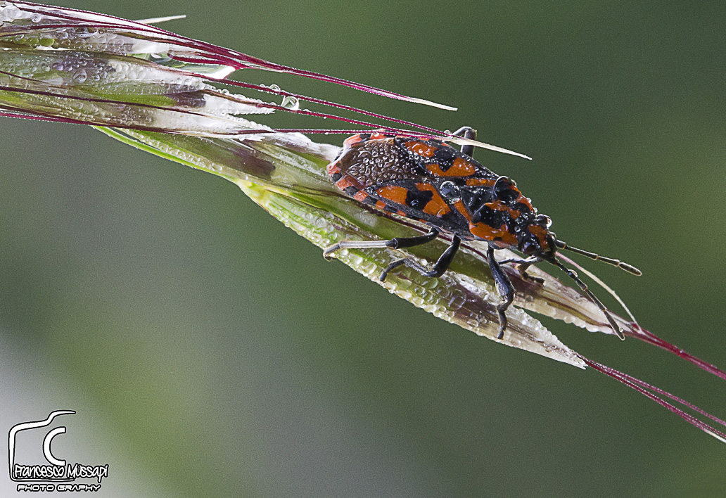 Prime macro con plamp 1