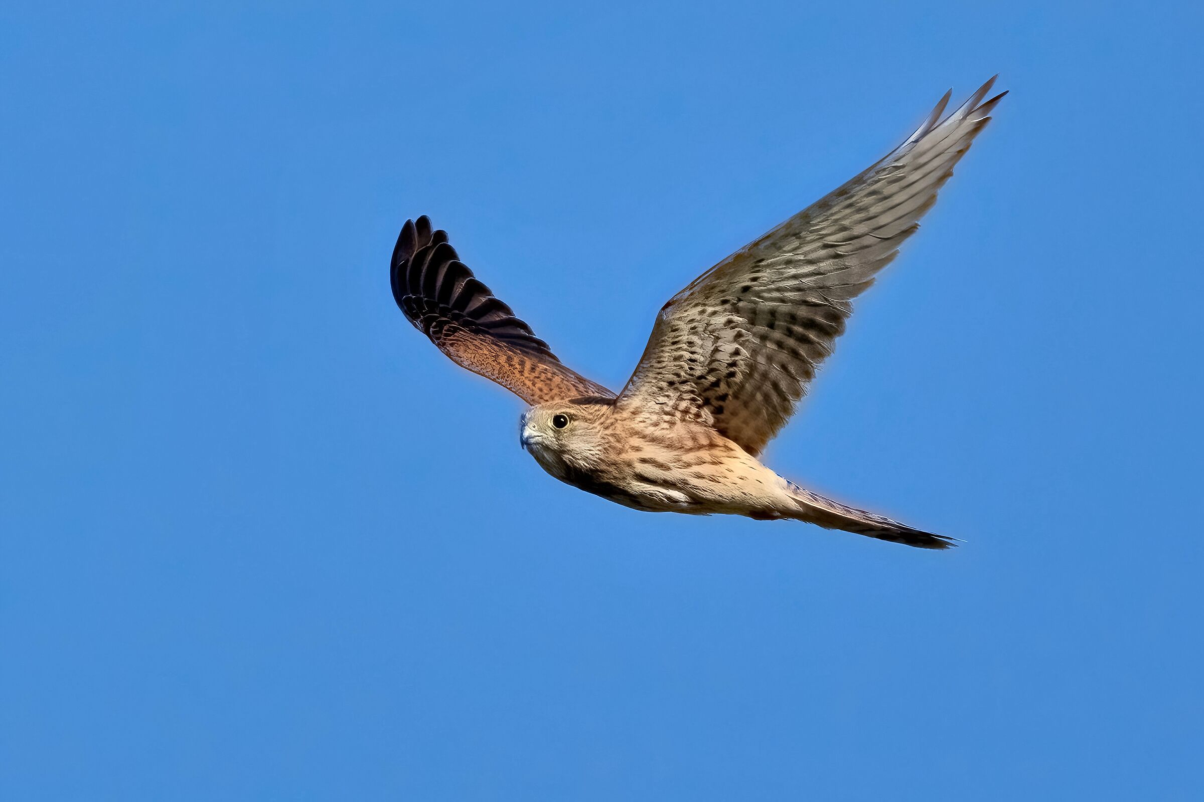 Kestrel (Falco tinnunculus)