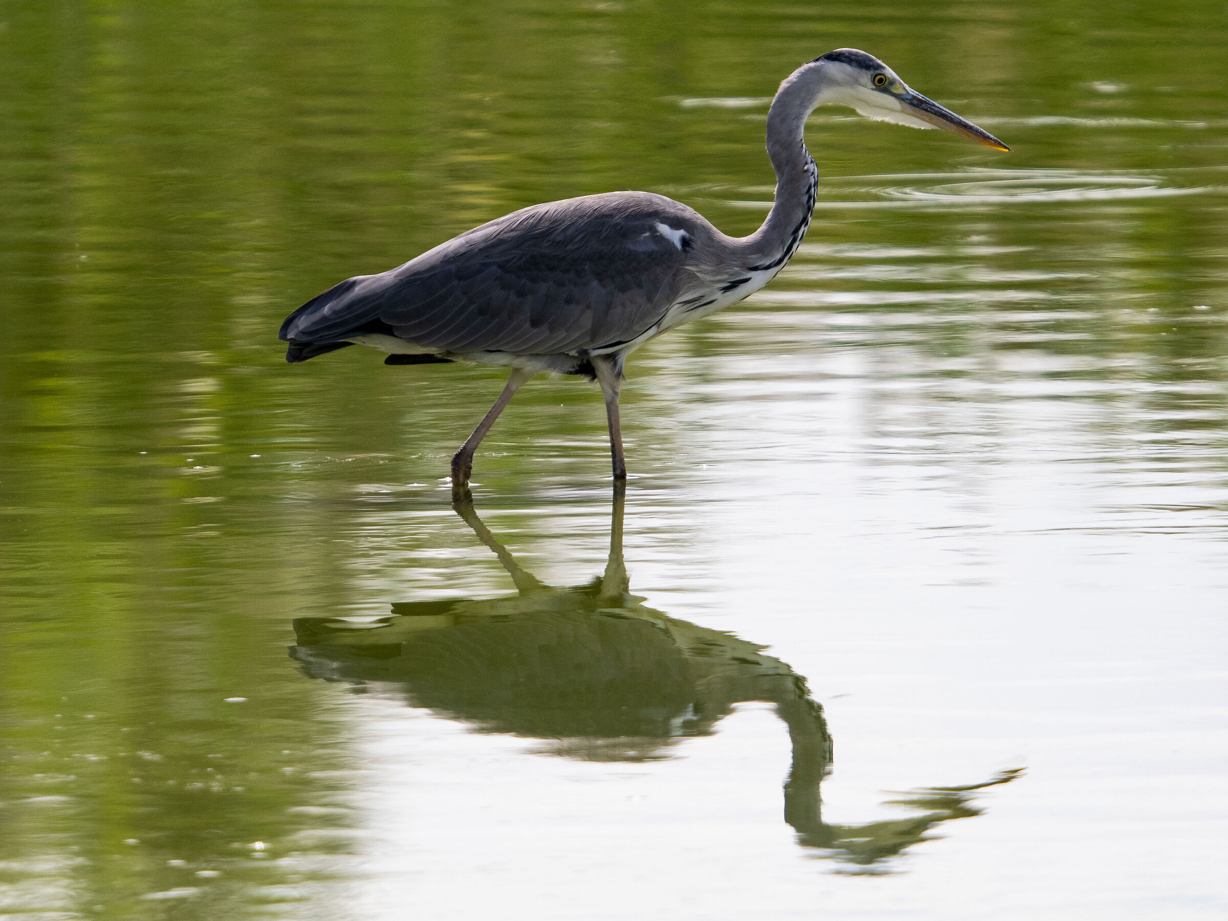 Grey heron