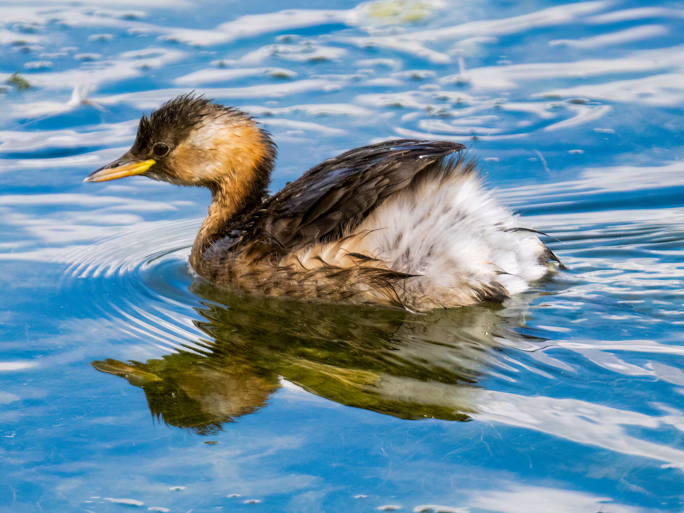 Dabchick