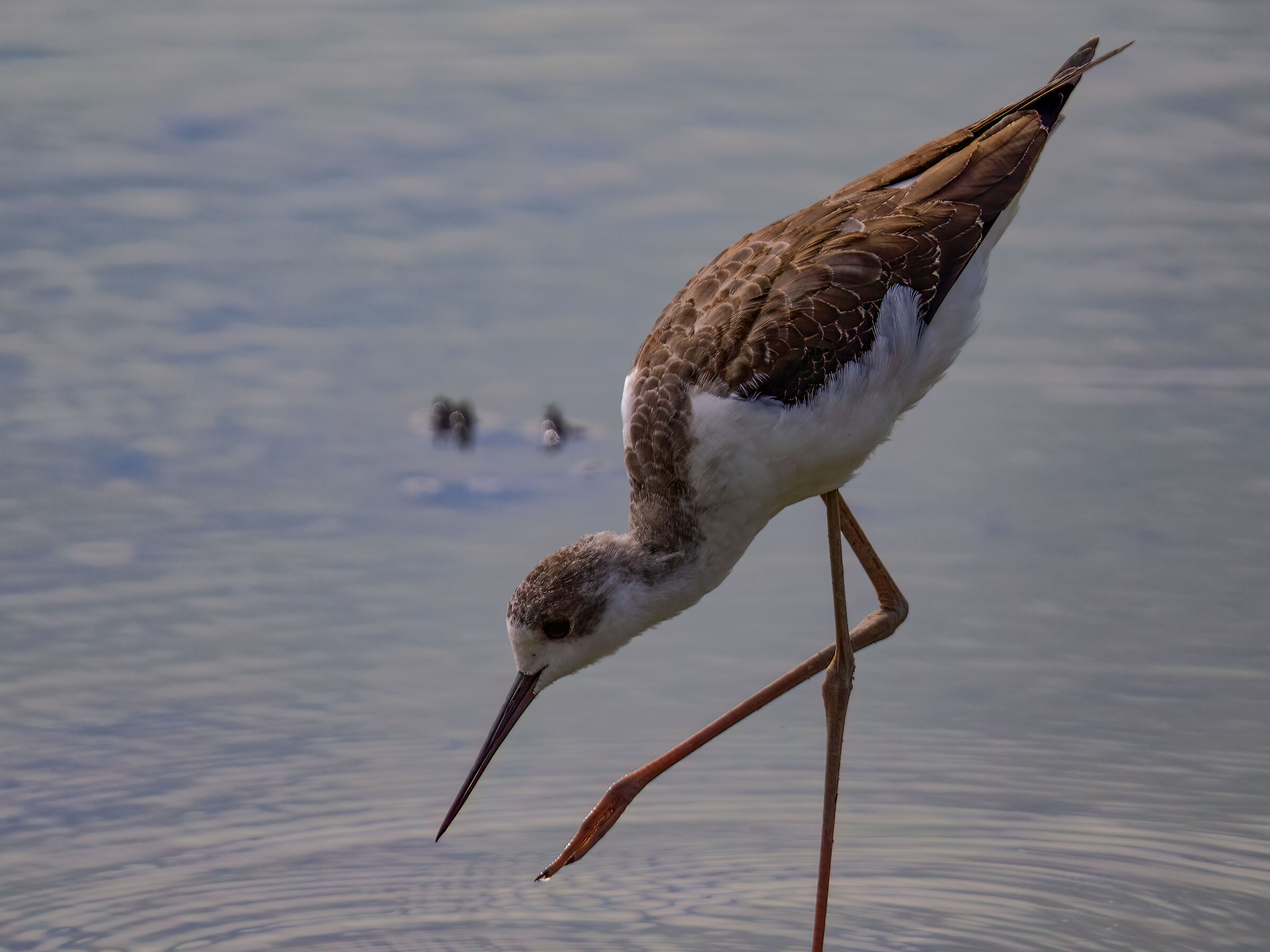 Young Knight of Italy