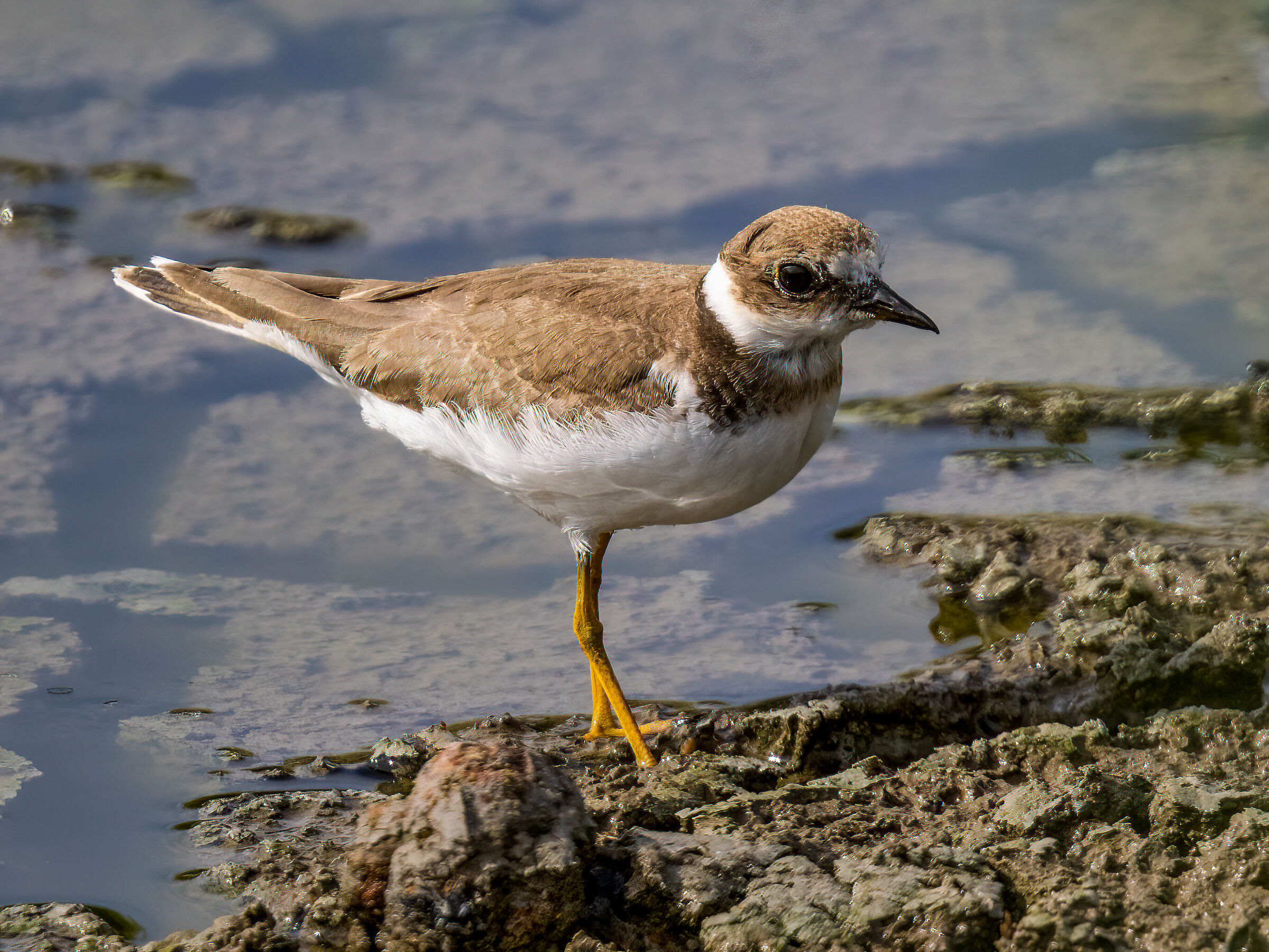 Little ringed plover