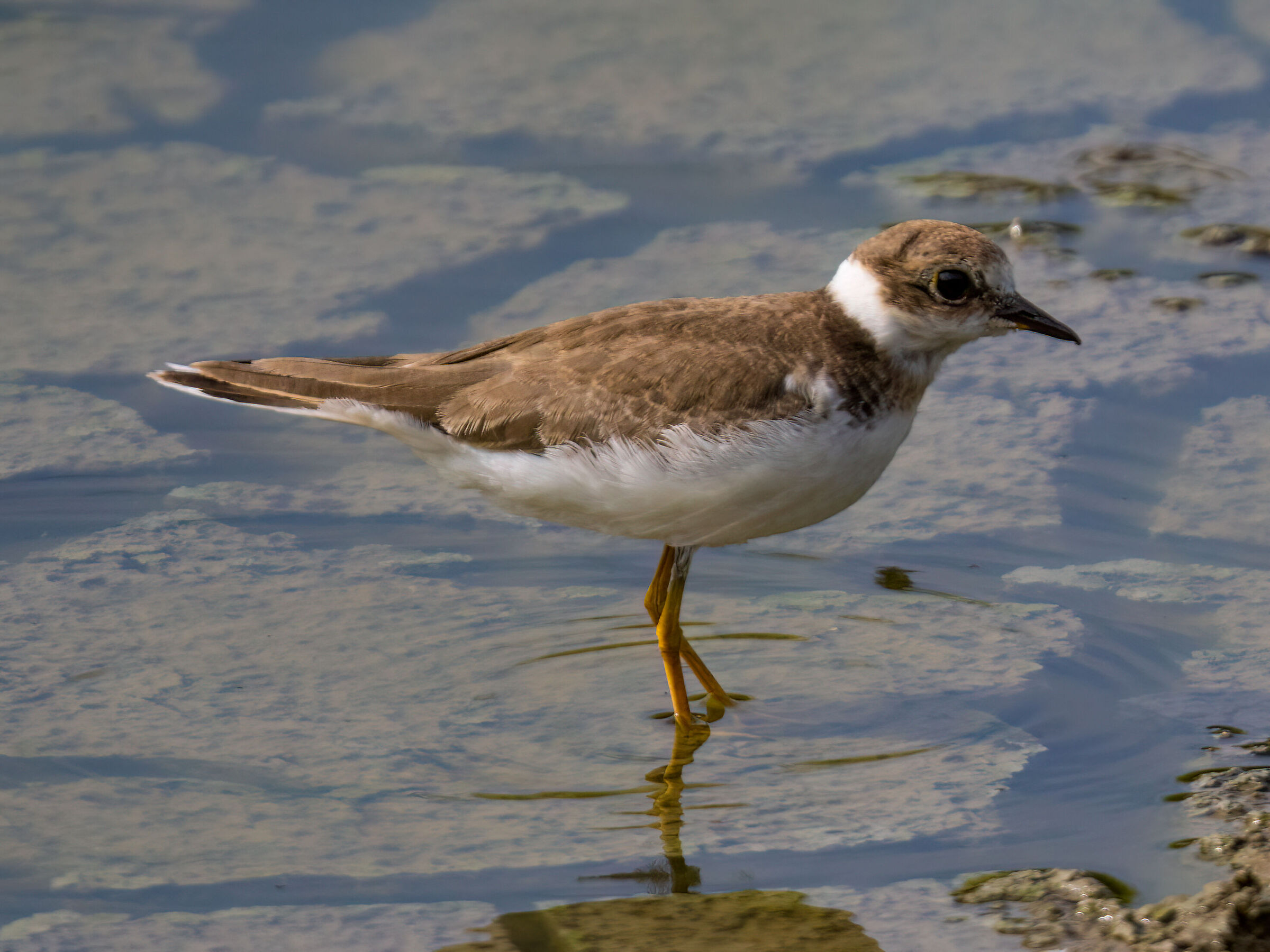 Little ringed plover