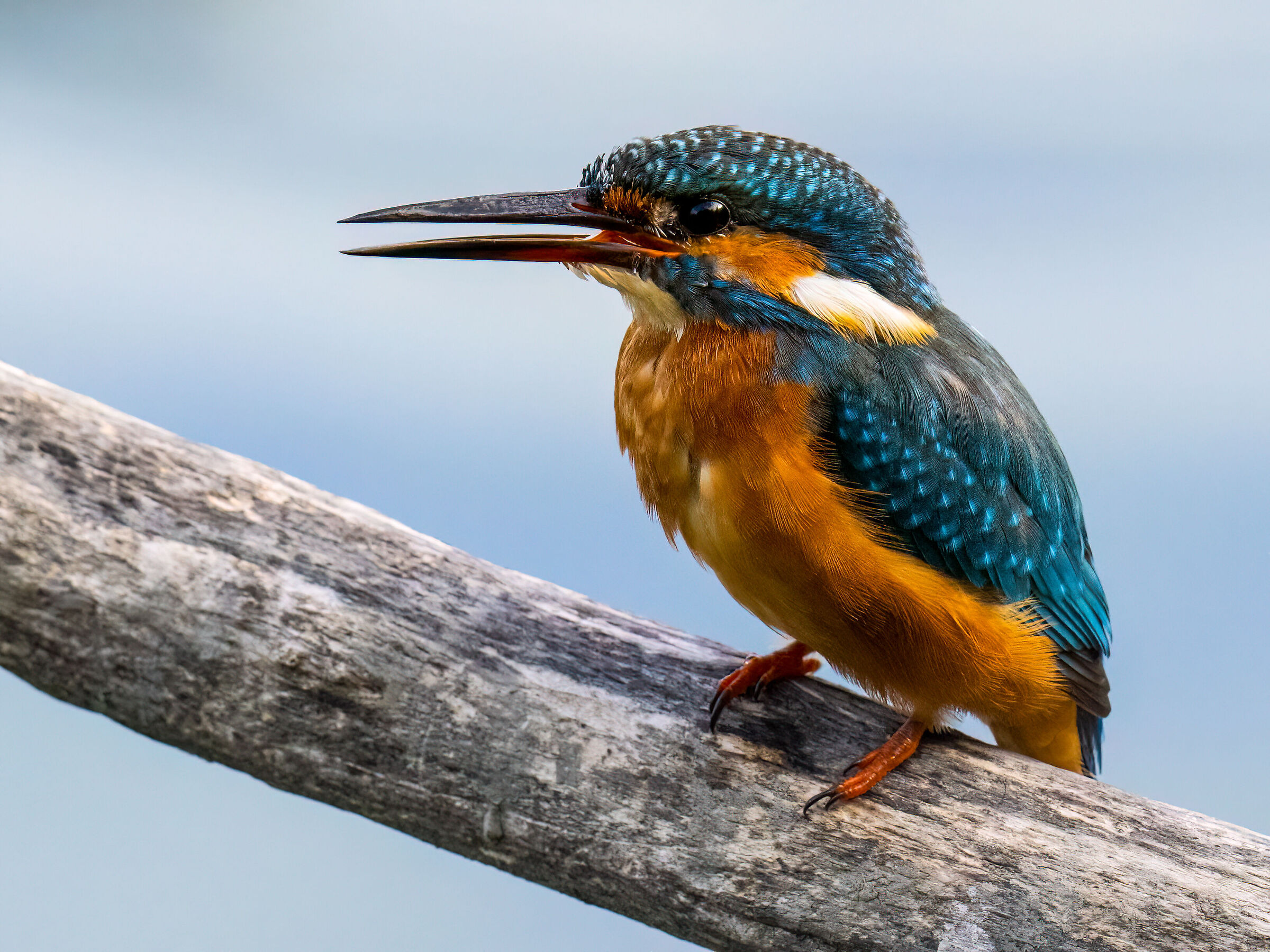Male kingfisher