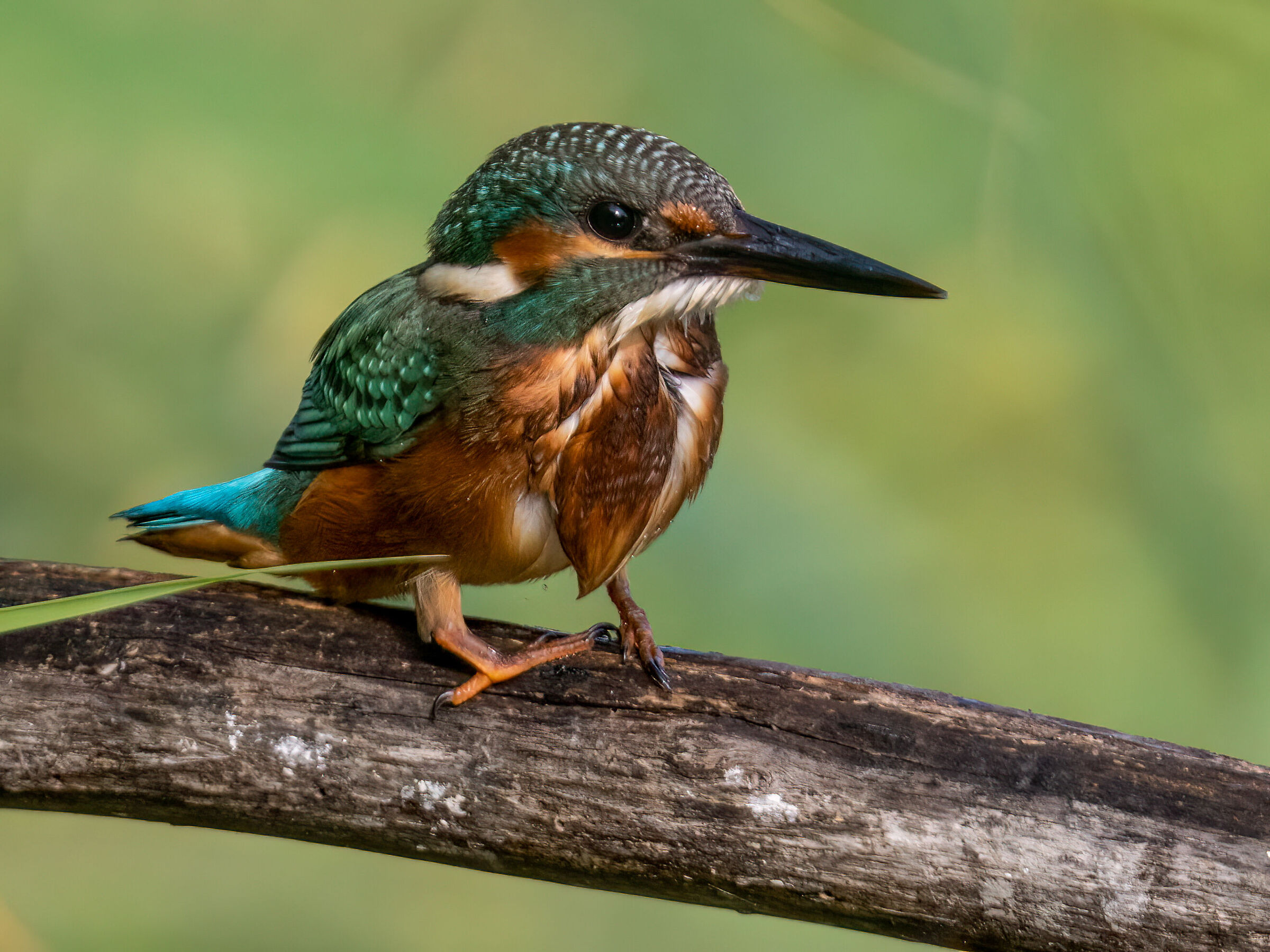 Female Kingfisher