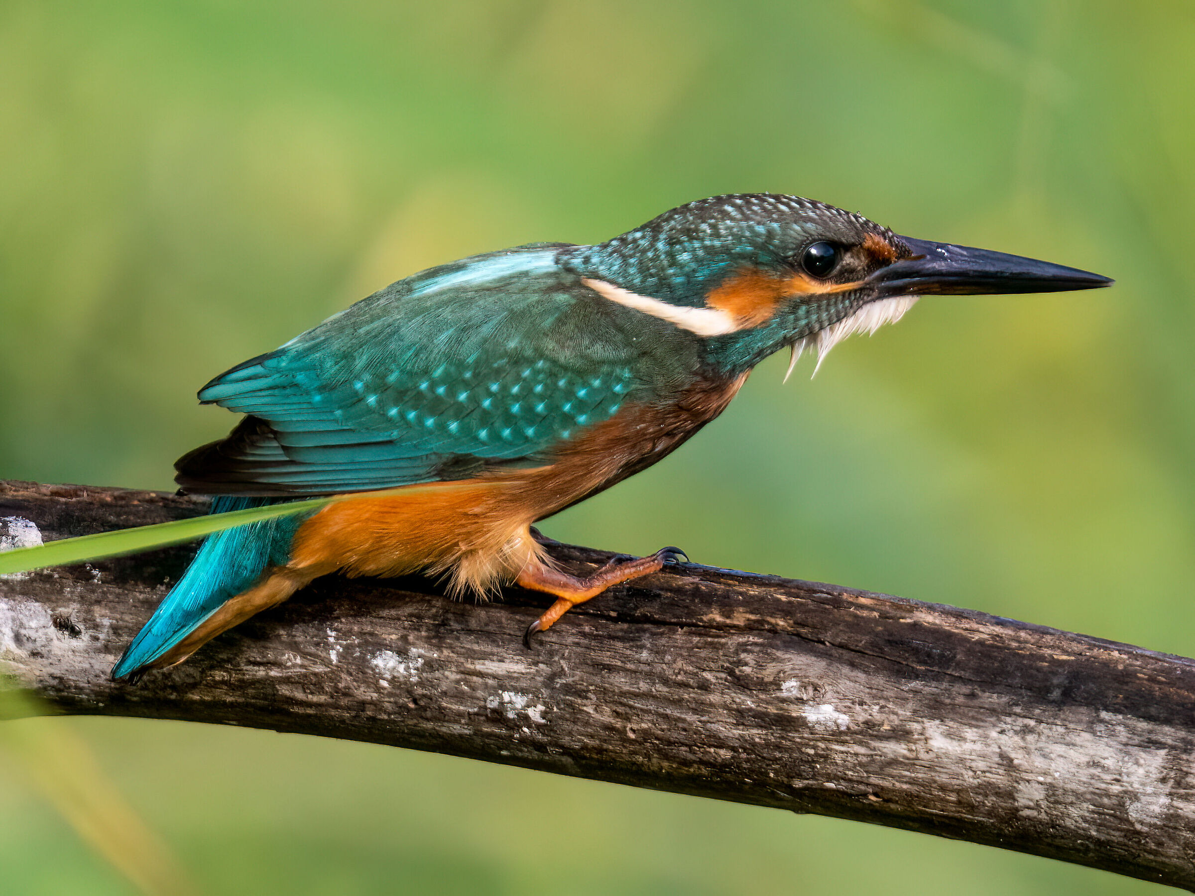 Female Kingfisher