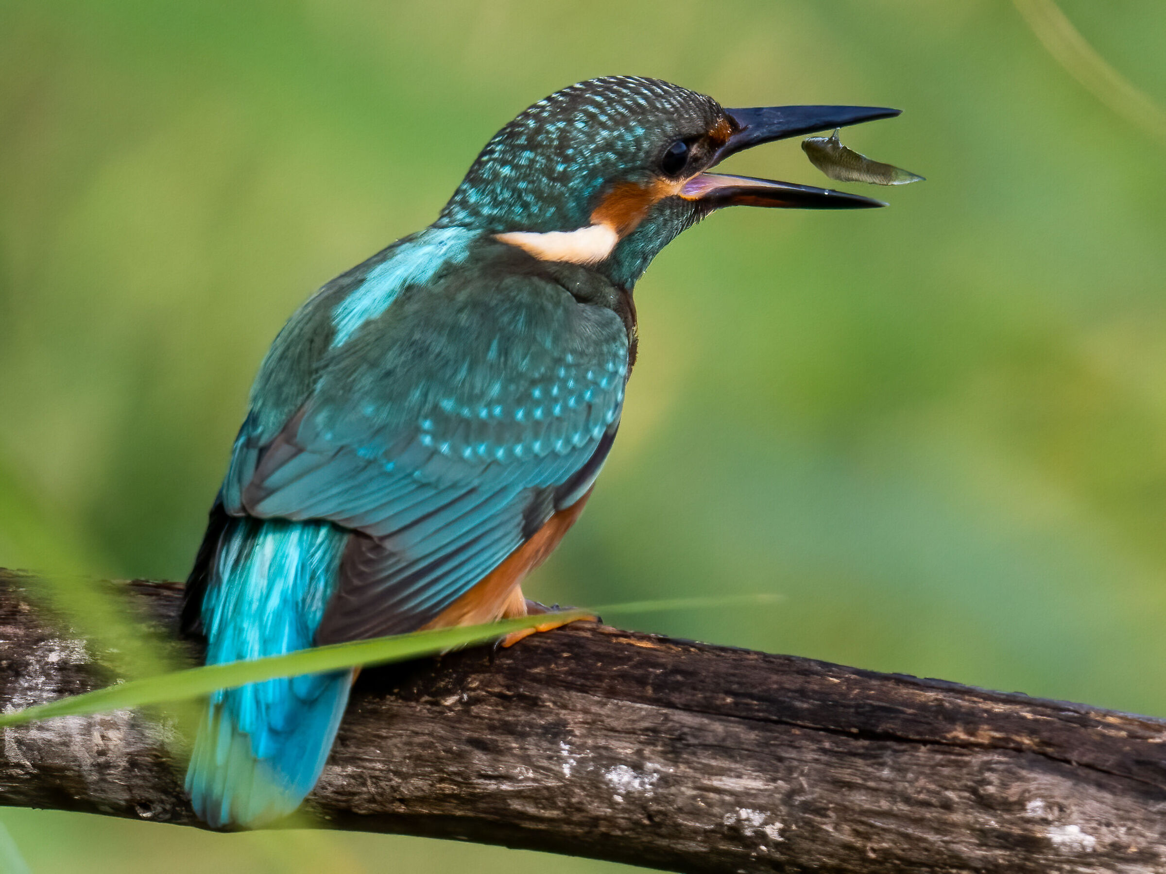 Kingfisher with prey