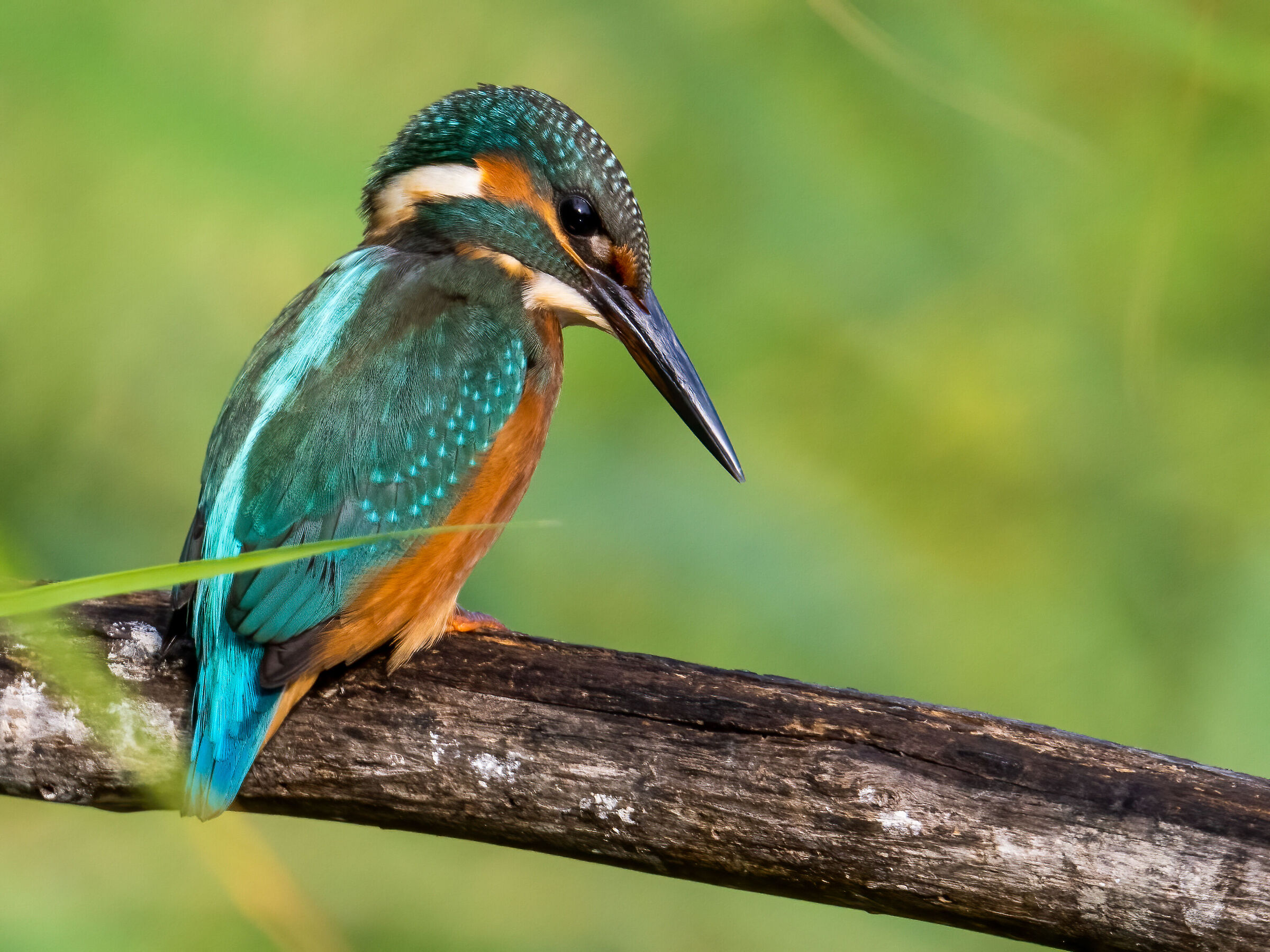 Female Kingfisher