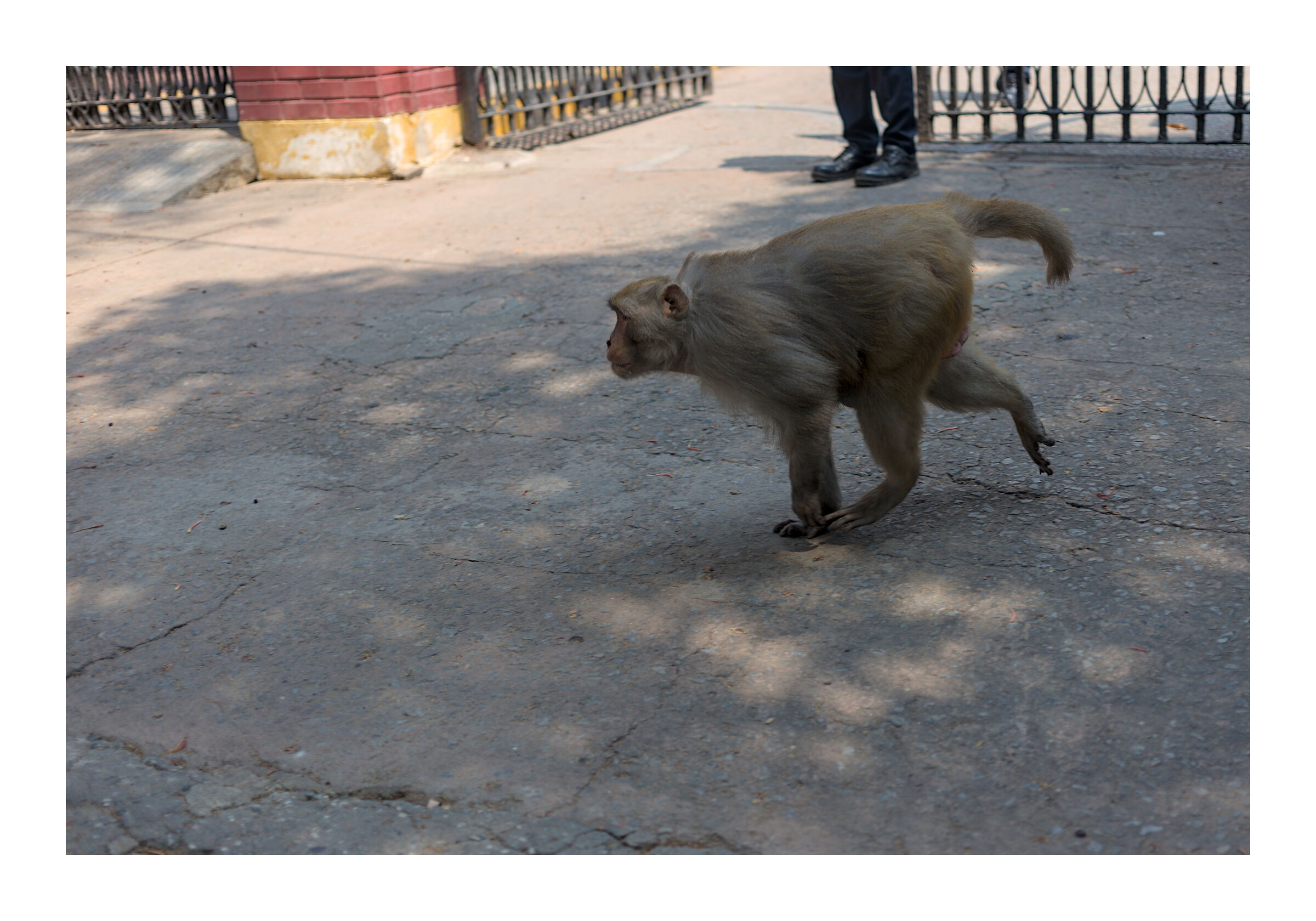 The monkey