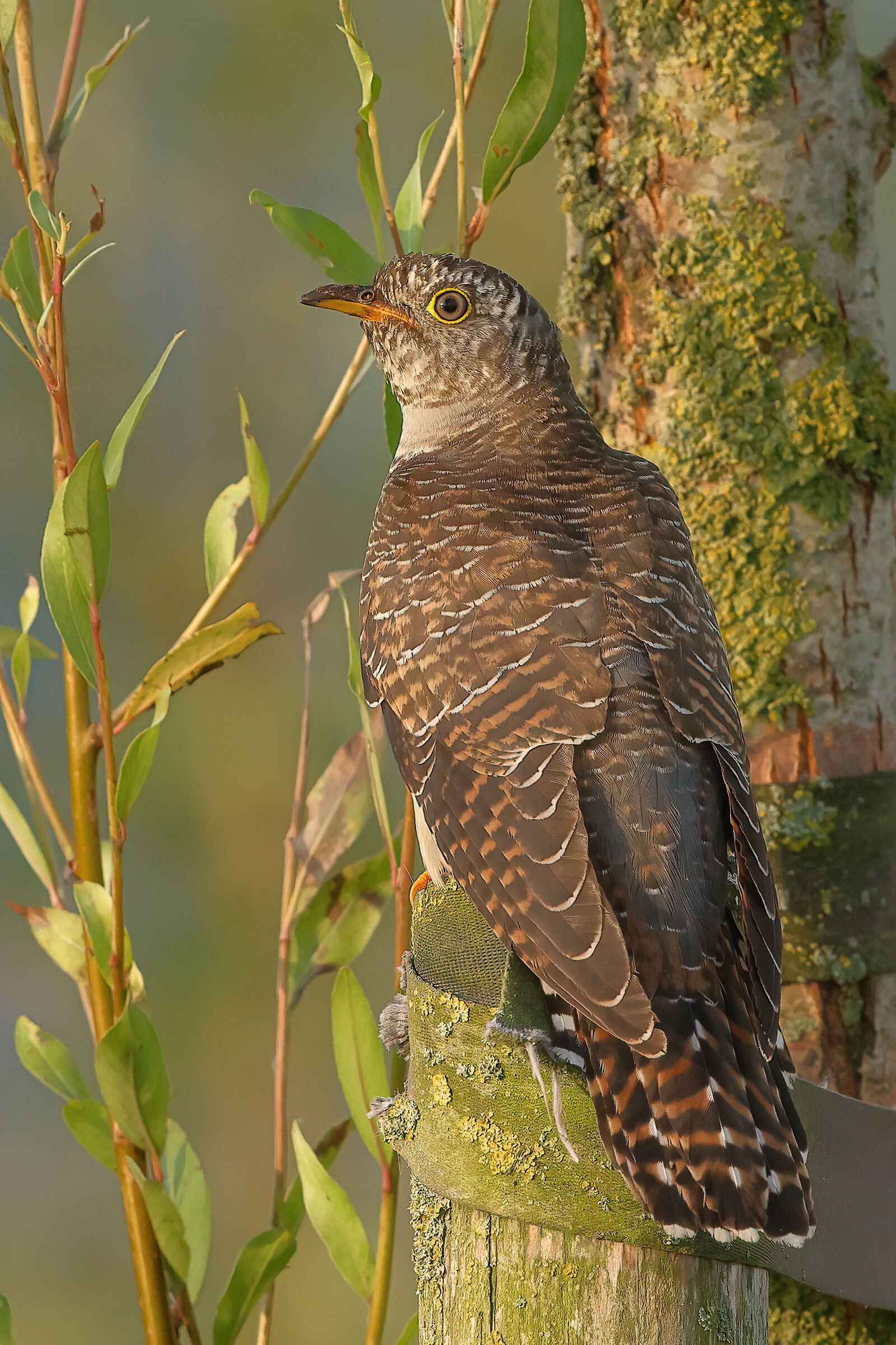 Young cuckoo