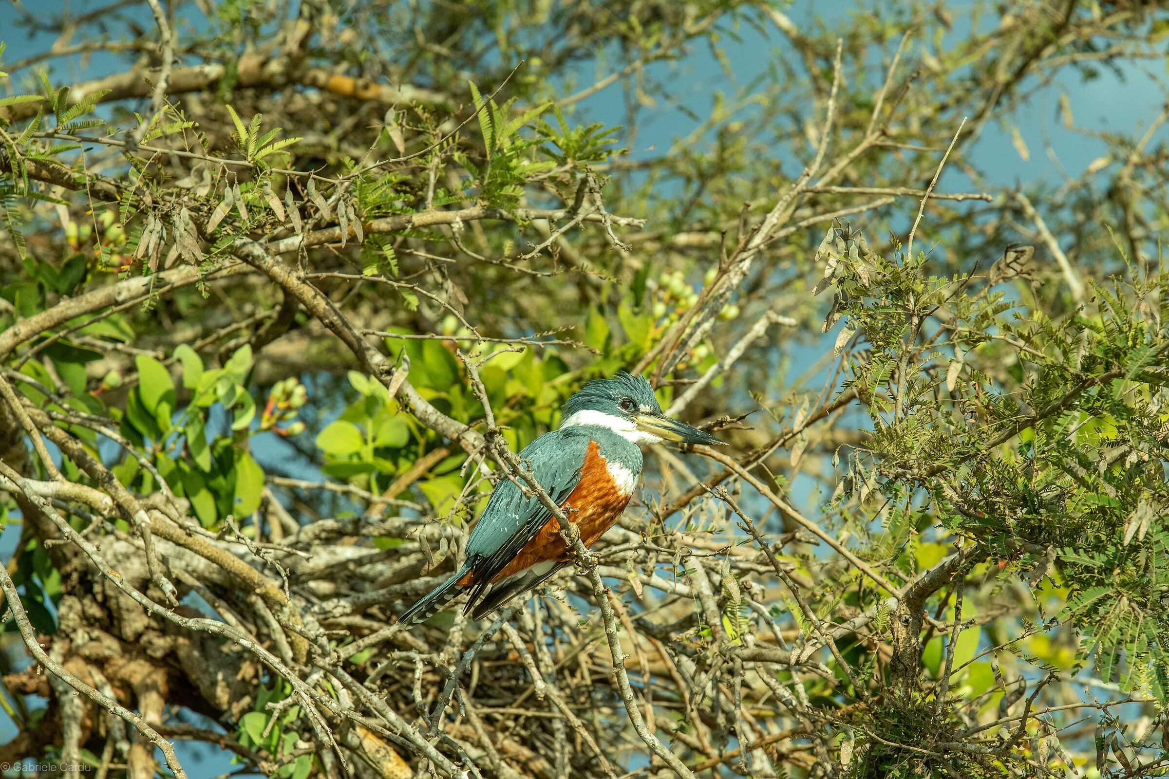 Ringed kingfisher (Megaceryle torquata)
