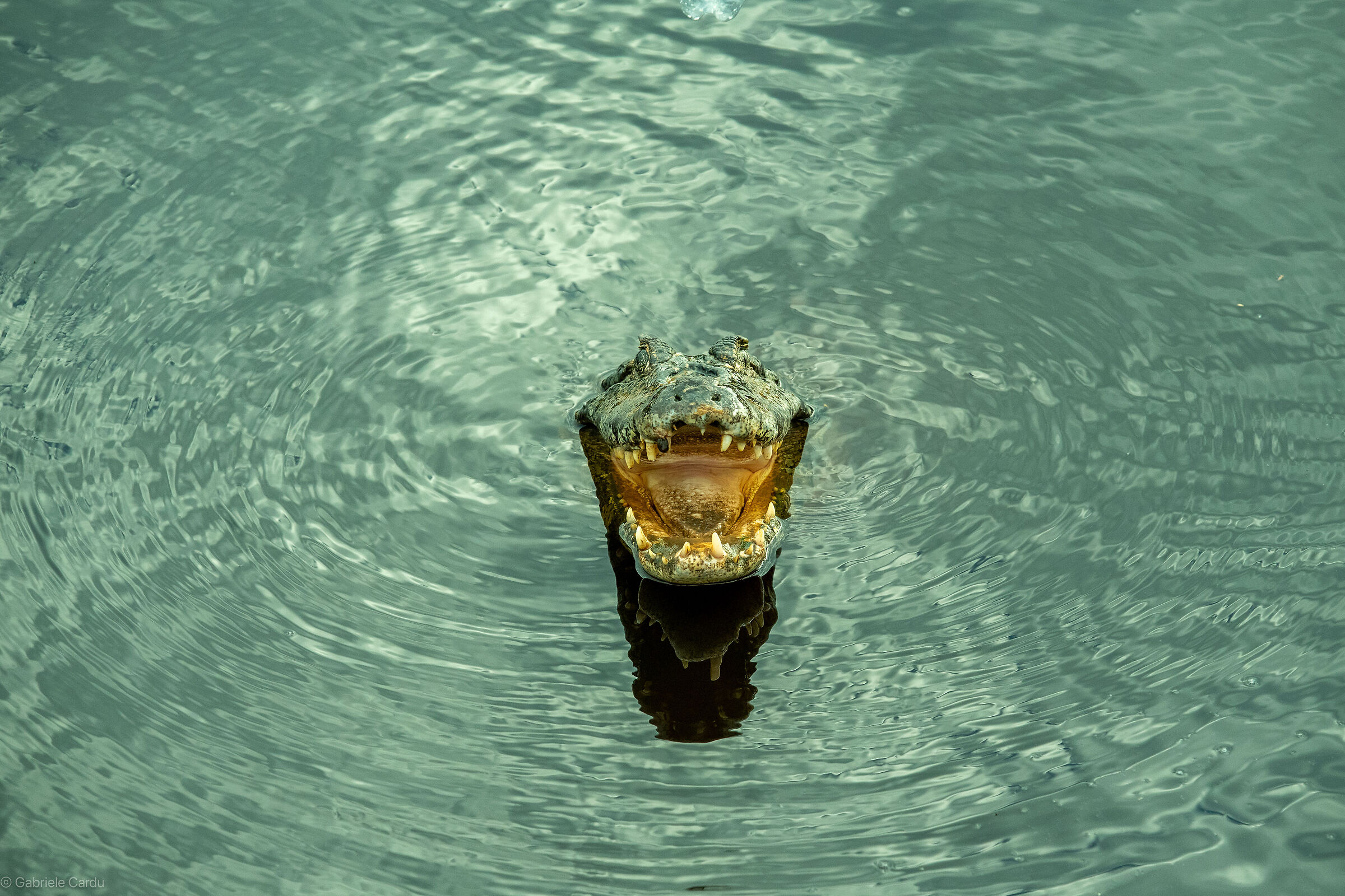 Jaws, yacarè caiman