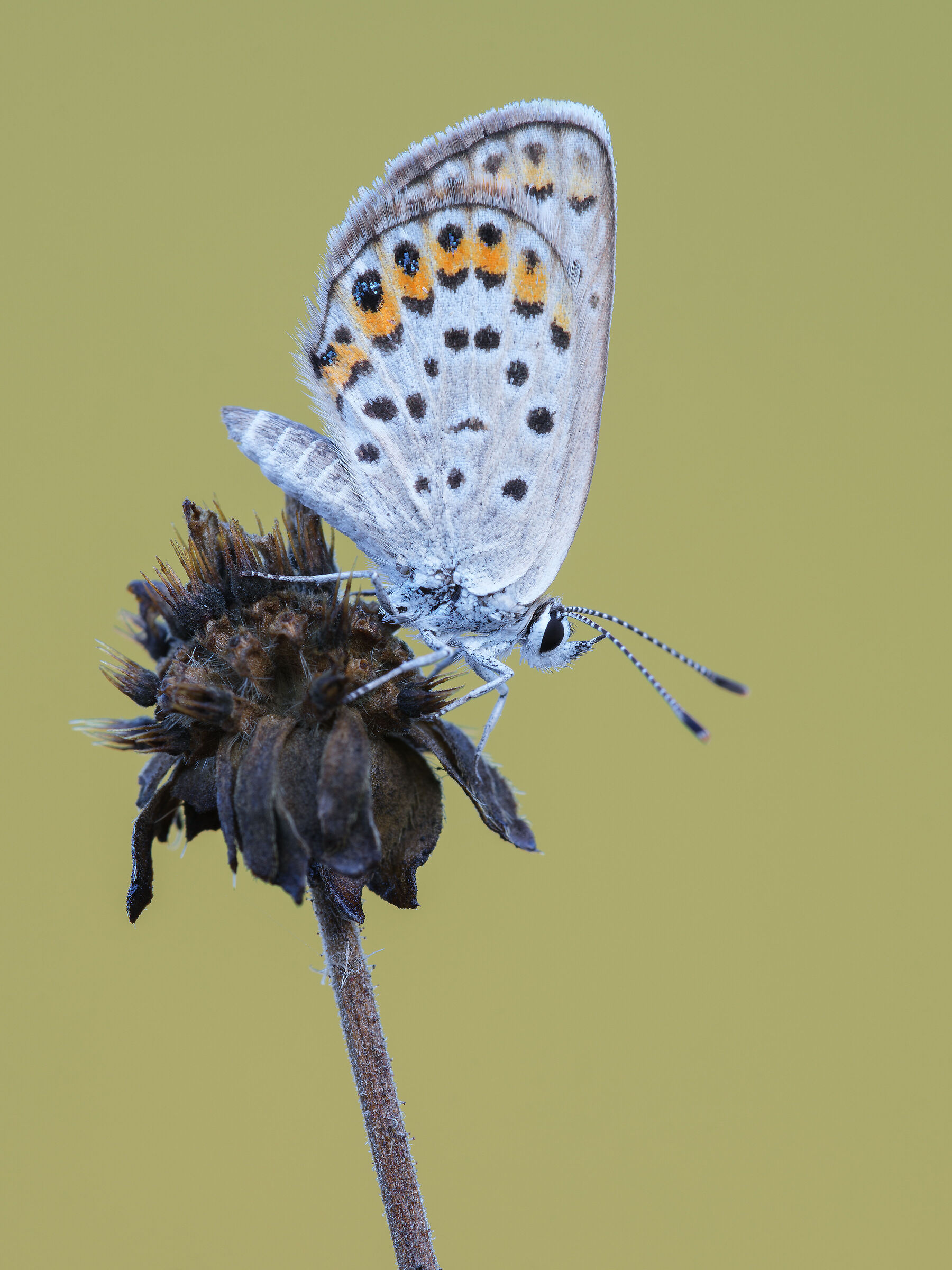 Plebejus argus