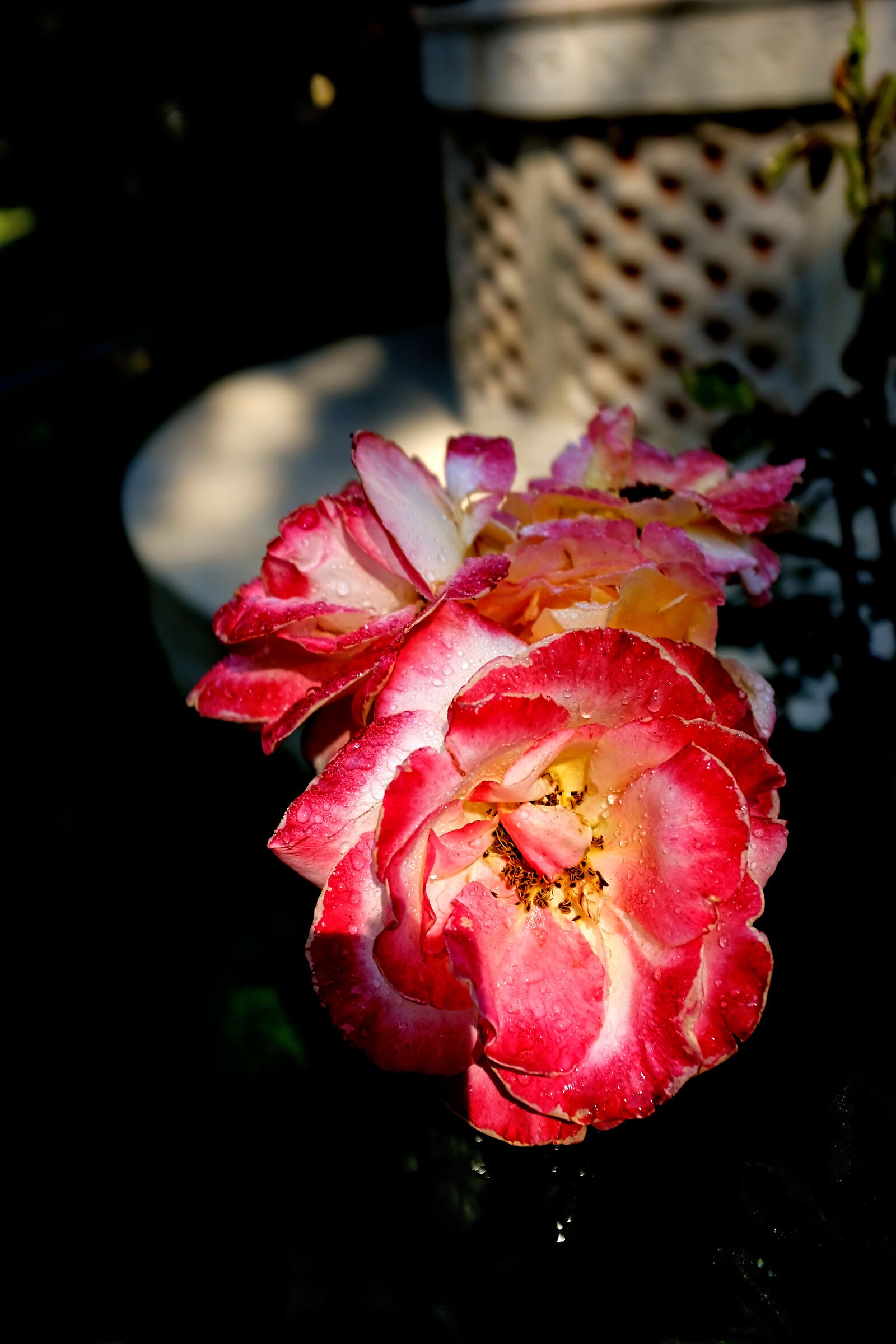 Fujifilm 100F