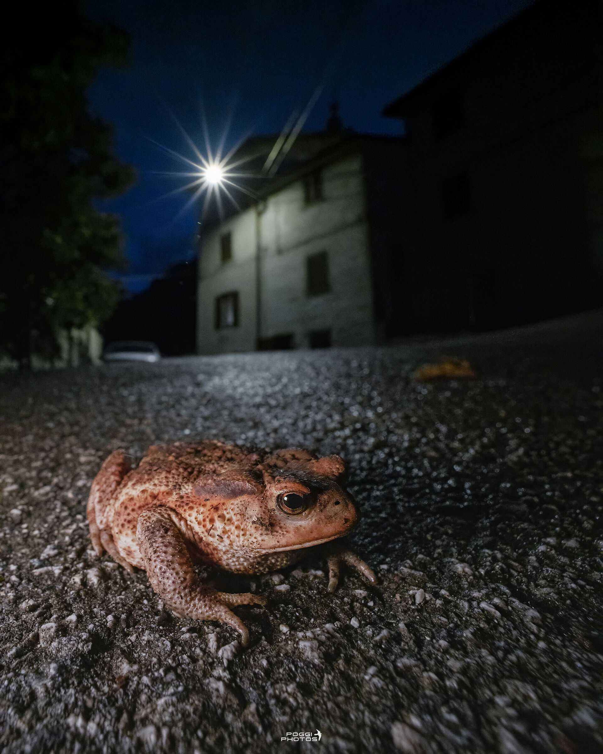 Common Toad