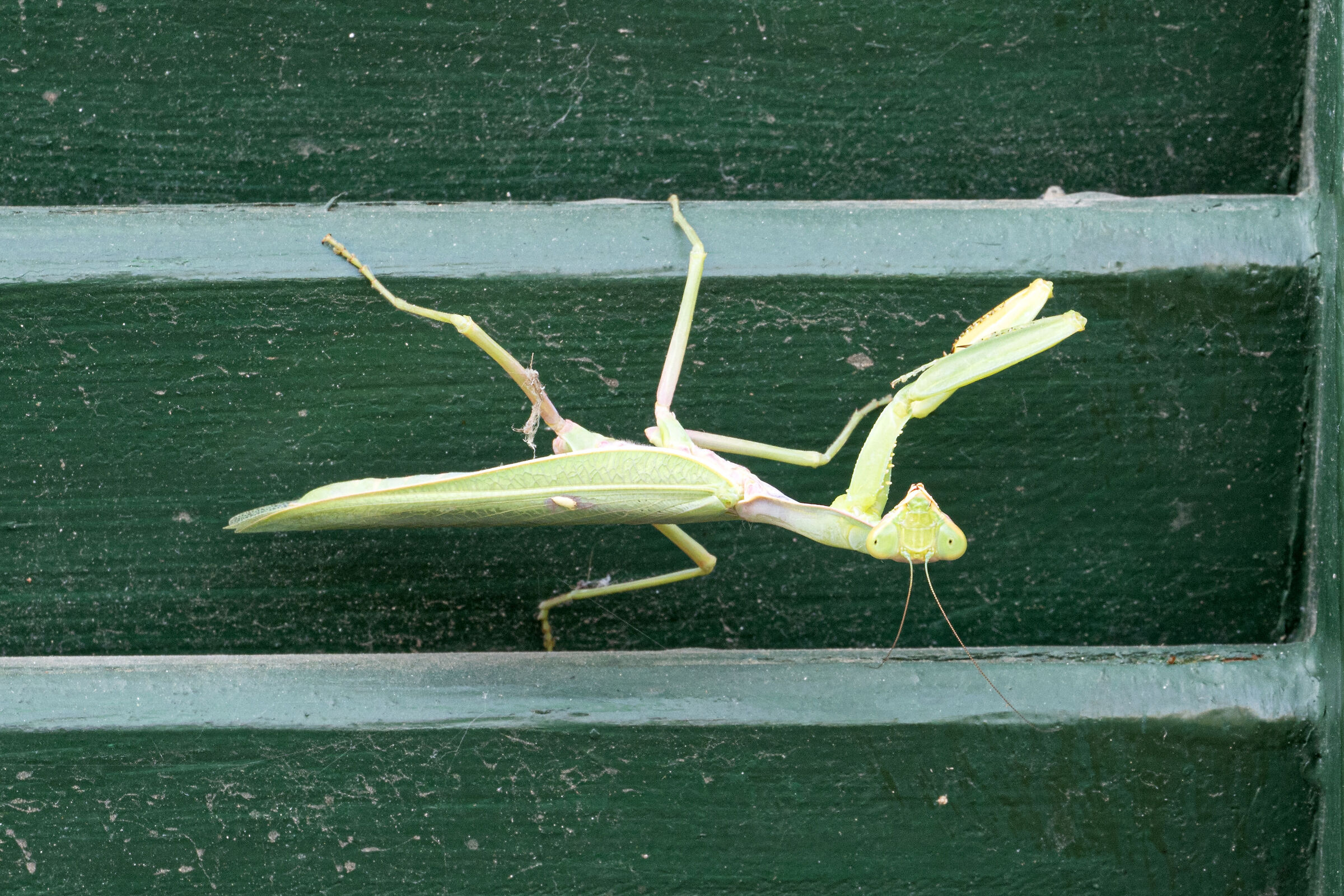 Un bel sorriso, per favore !