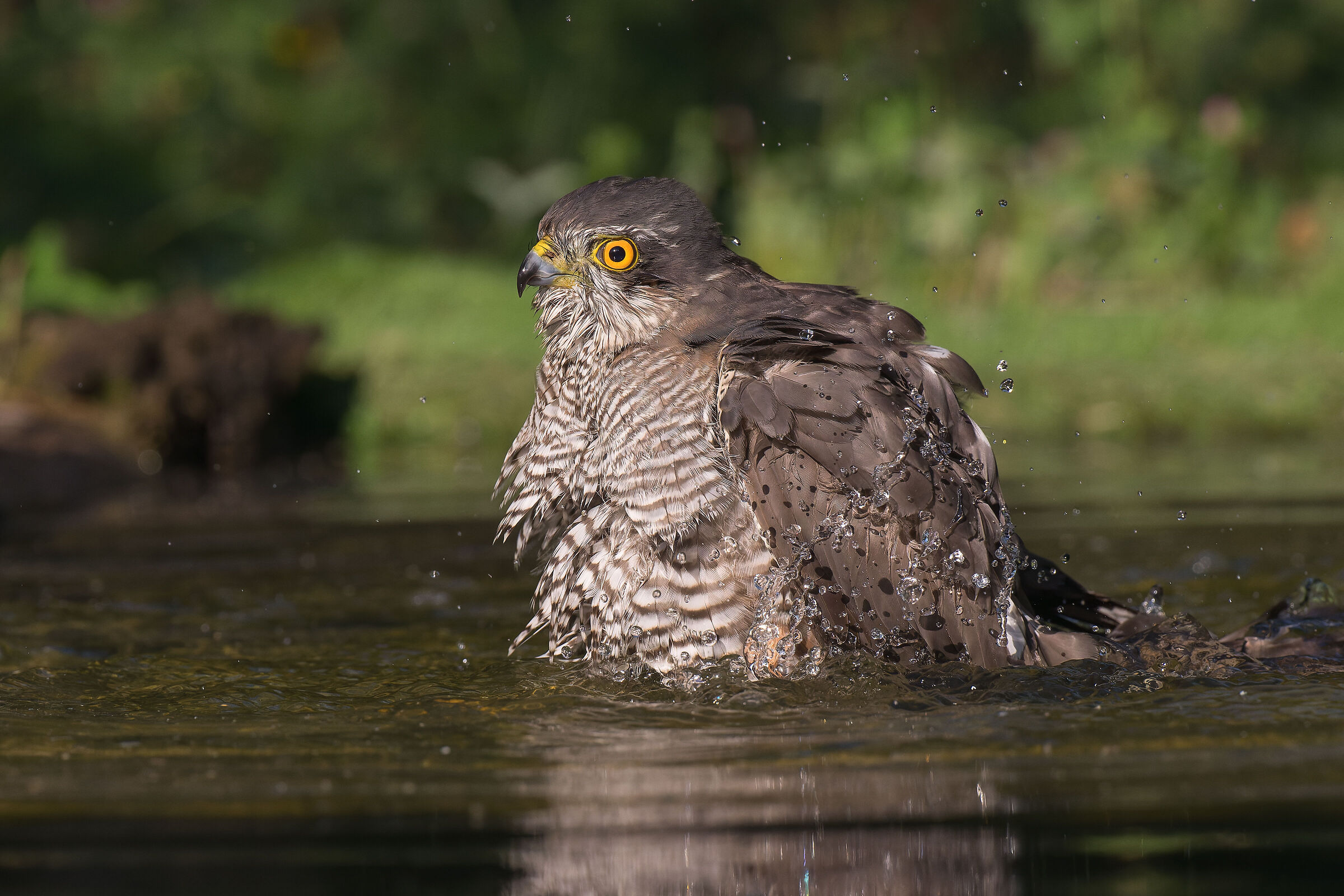 The sparrowhawk bath