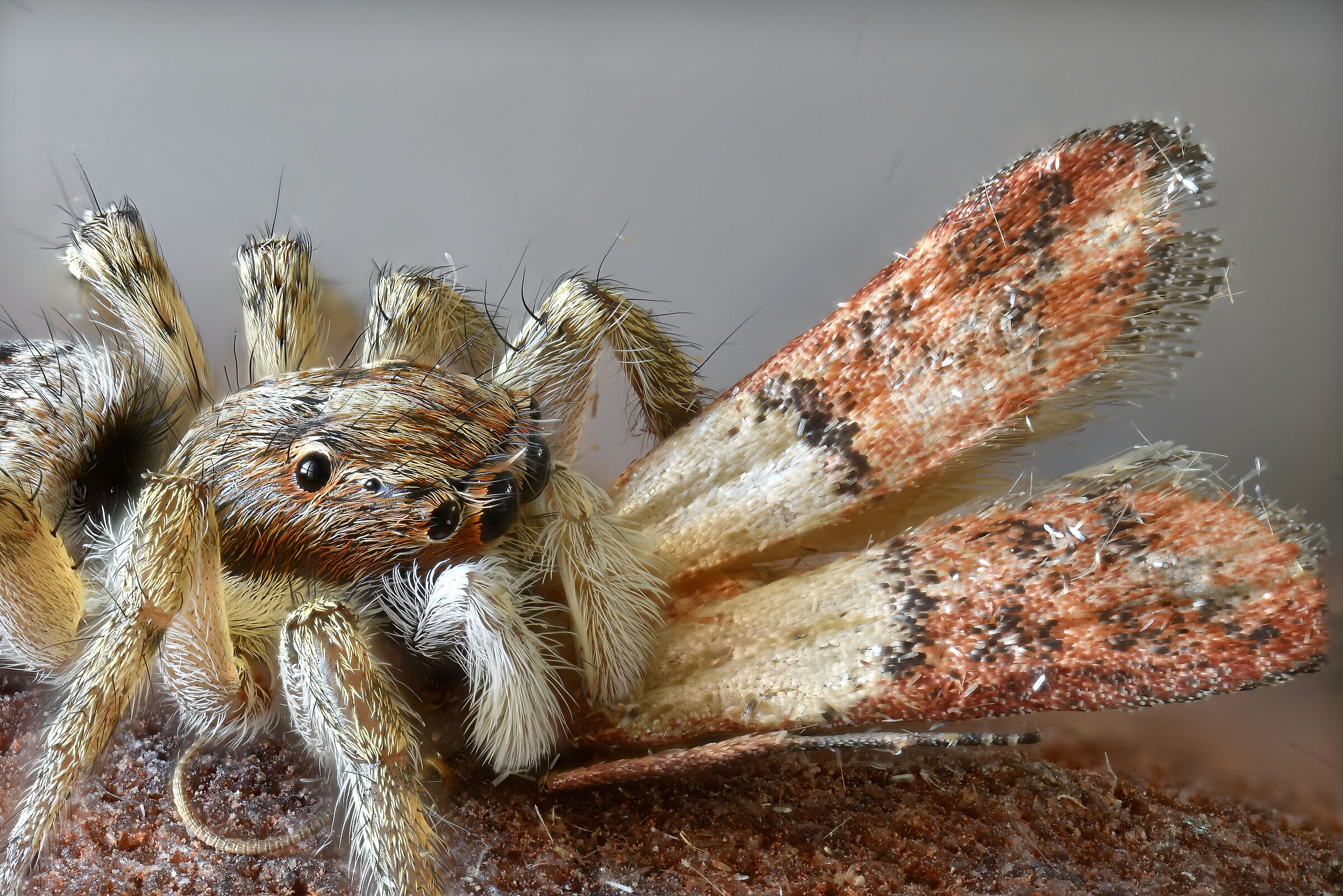 La bocca sollevò dal fiero pasto...