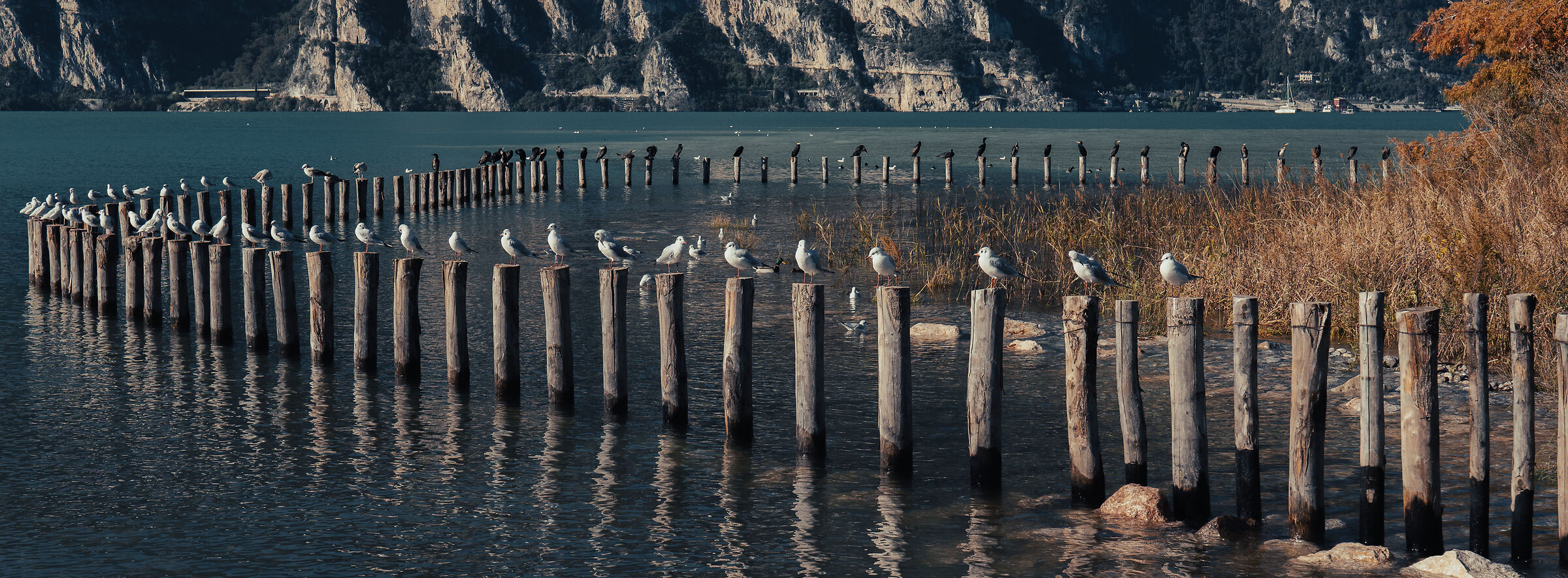 Seagulls and Cormorants perched in a lake biotope