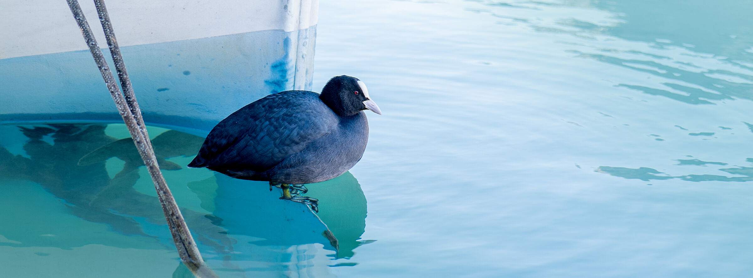 Coot perched on the rudder of a boat