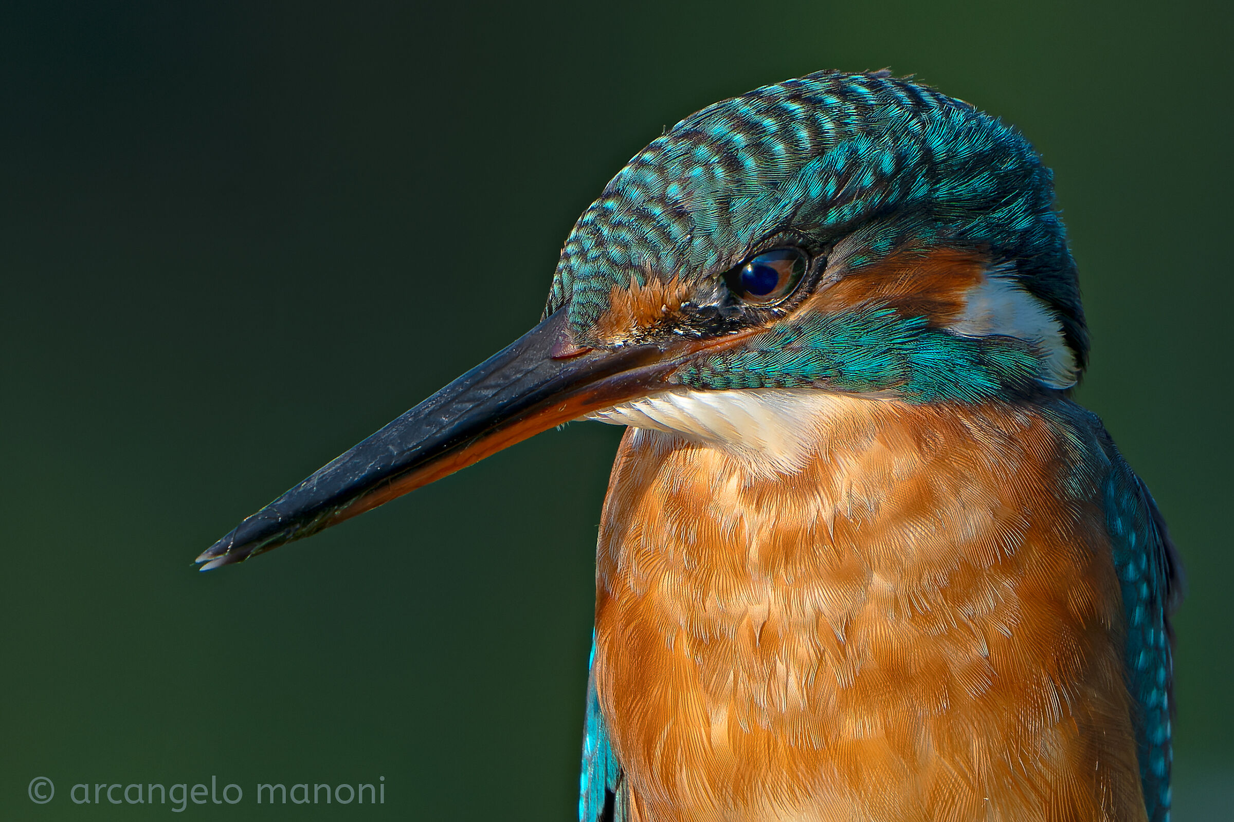 A Female Kingfisher to Love