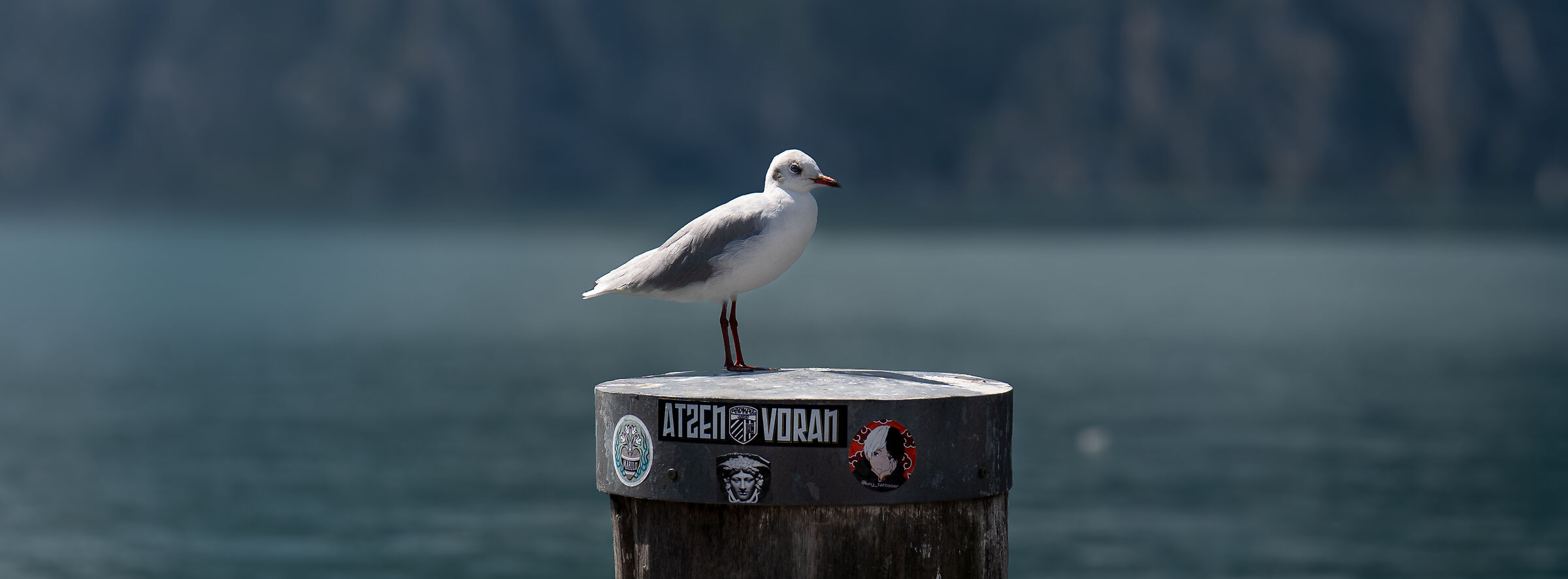 The Seagull and the stickers