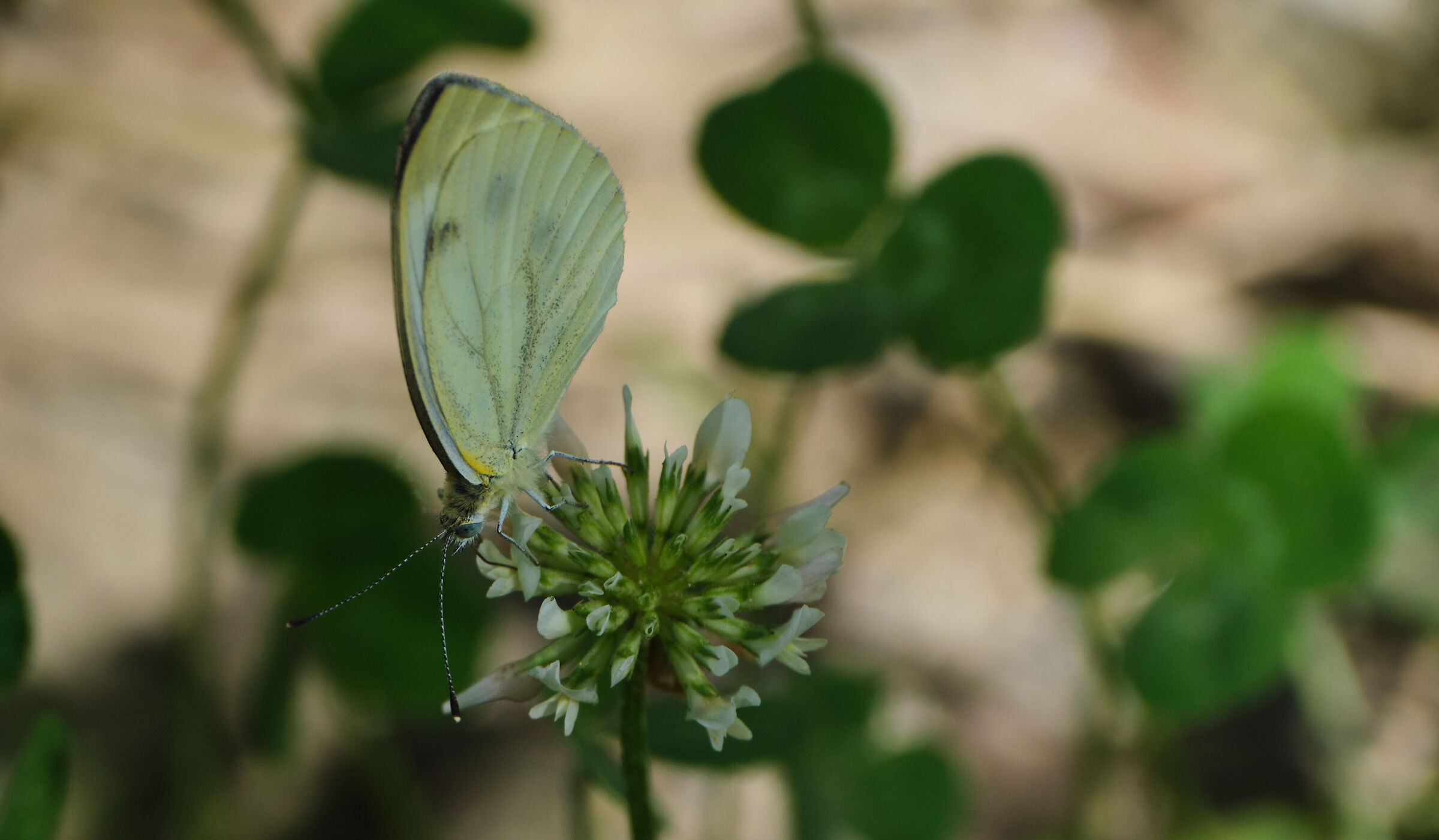Meraviglie della Natura