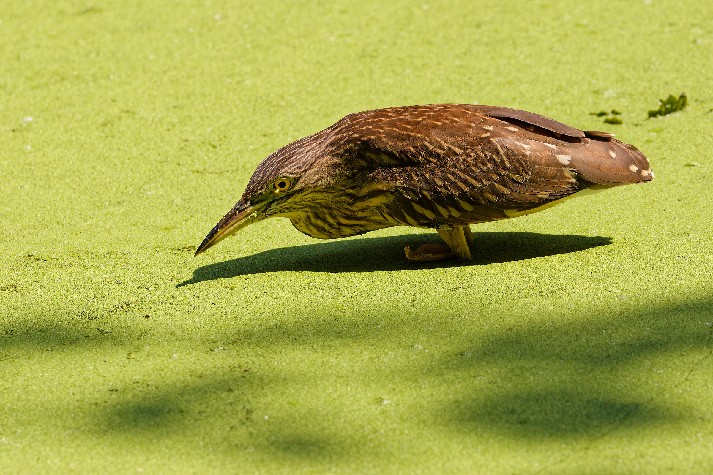 Nycticorax nycticorax