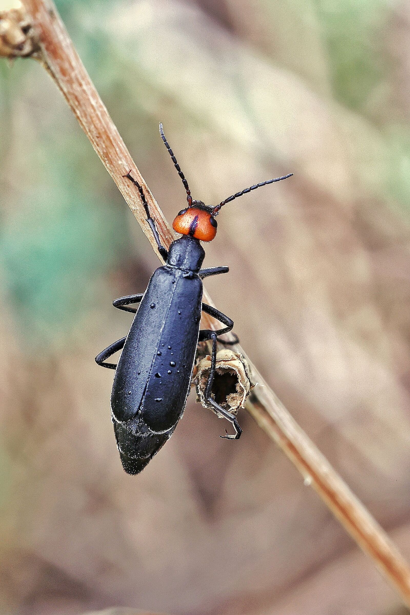 Epicauta hirticornis