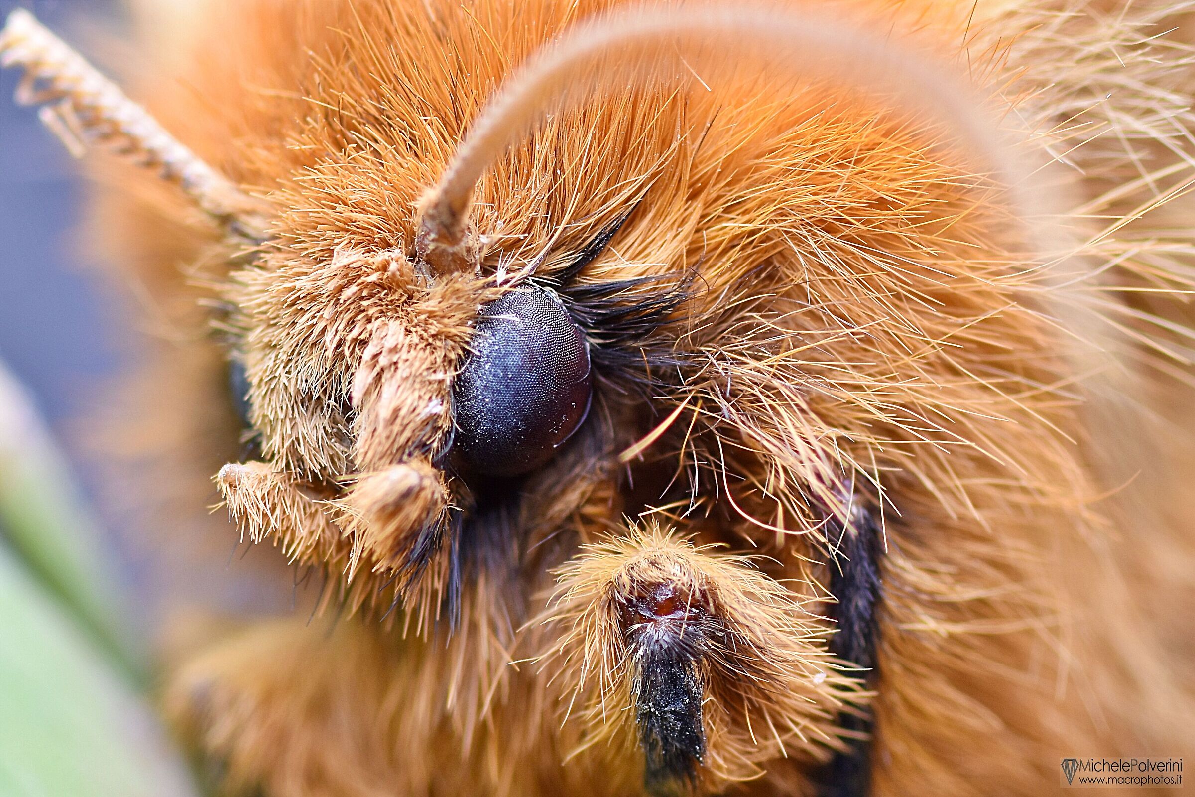 Moth with eggs September 22, 2022