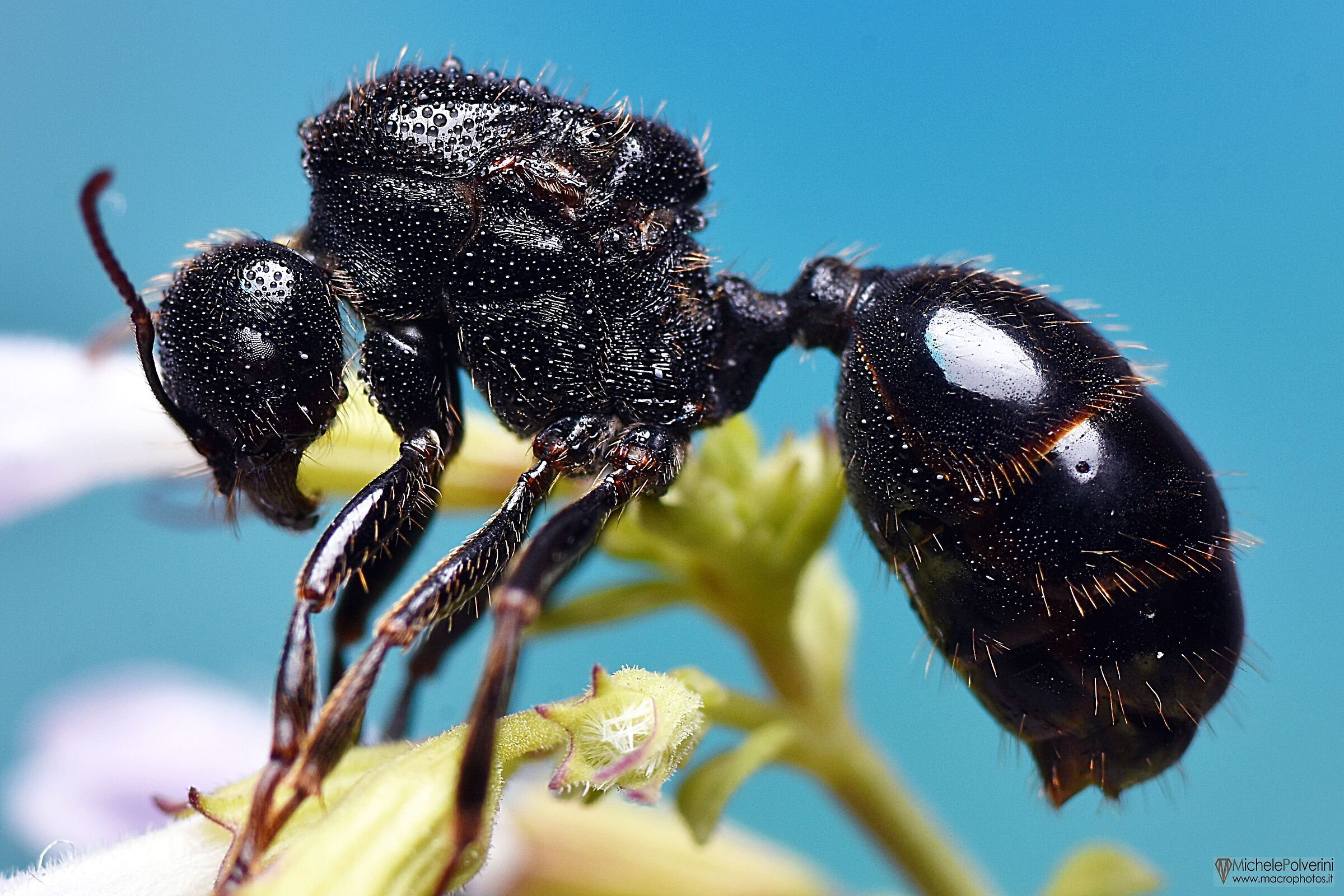 Black ant 01 September 2022