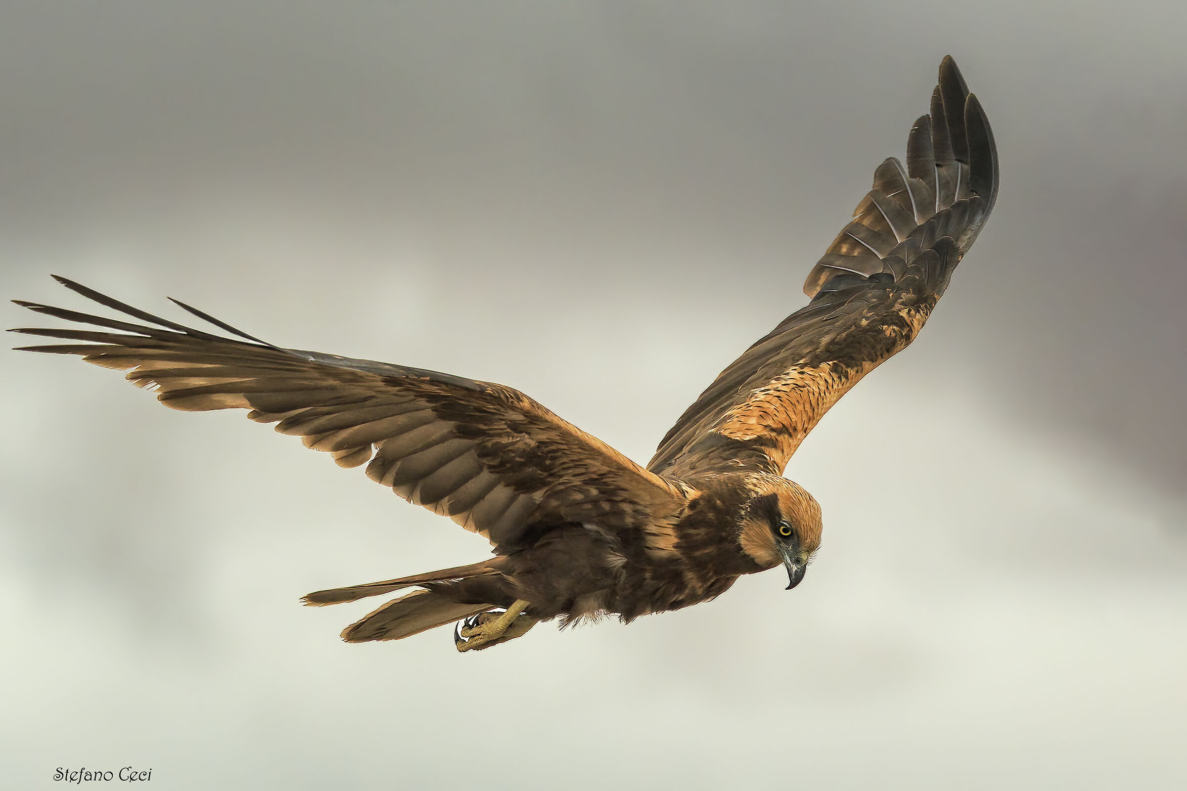 Female Marsh Harrier