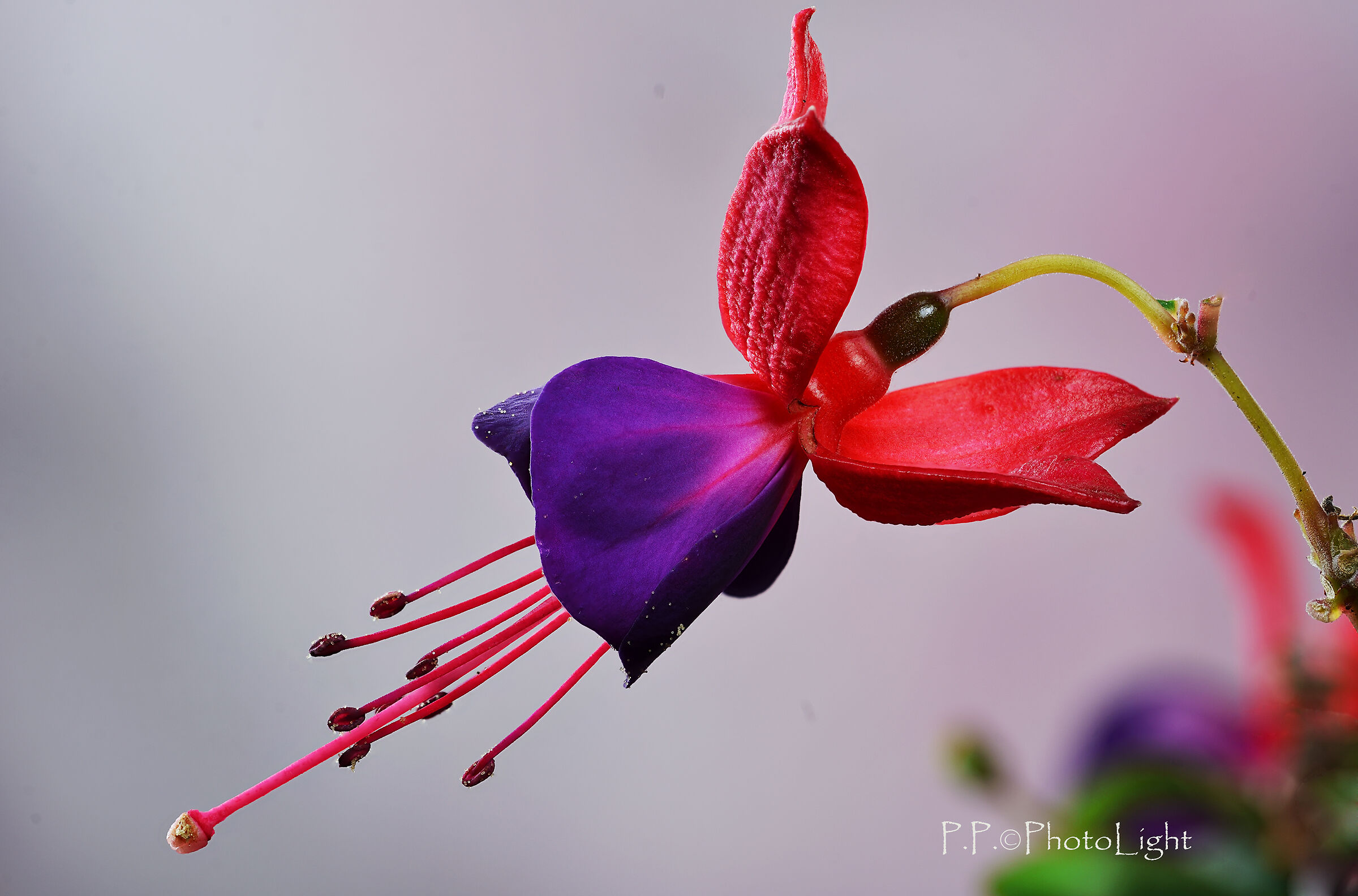 Fucsia