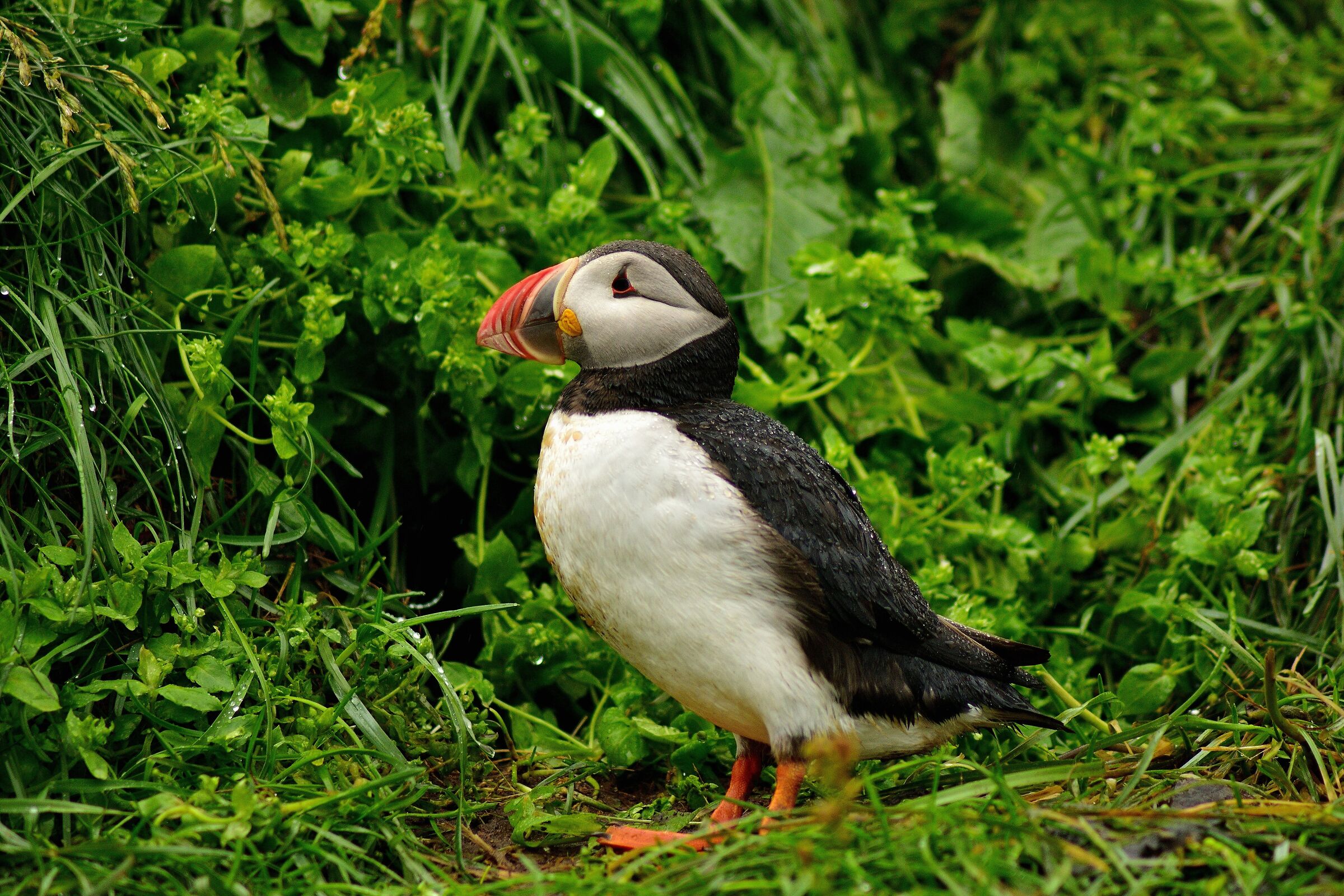 Puffin