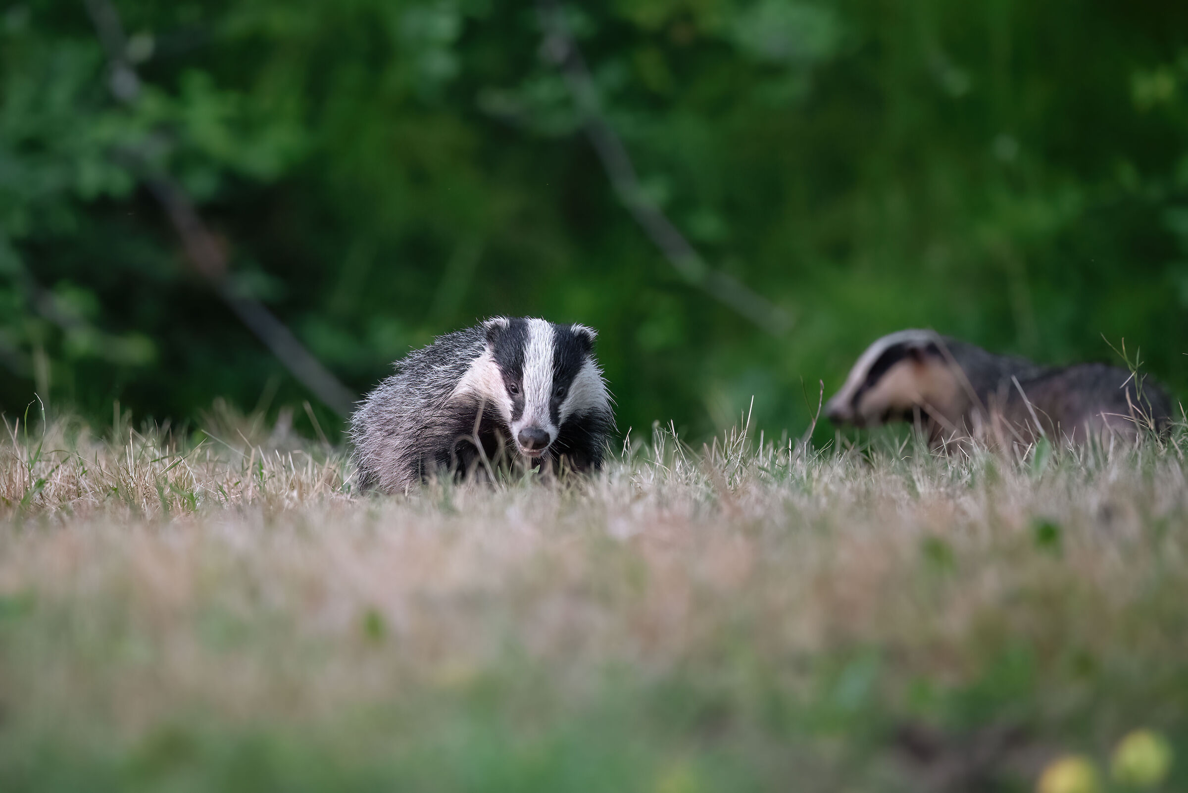 Badger - Meles meles - Badger (Tuscany - July 2024)