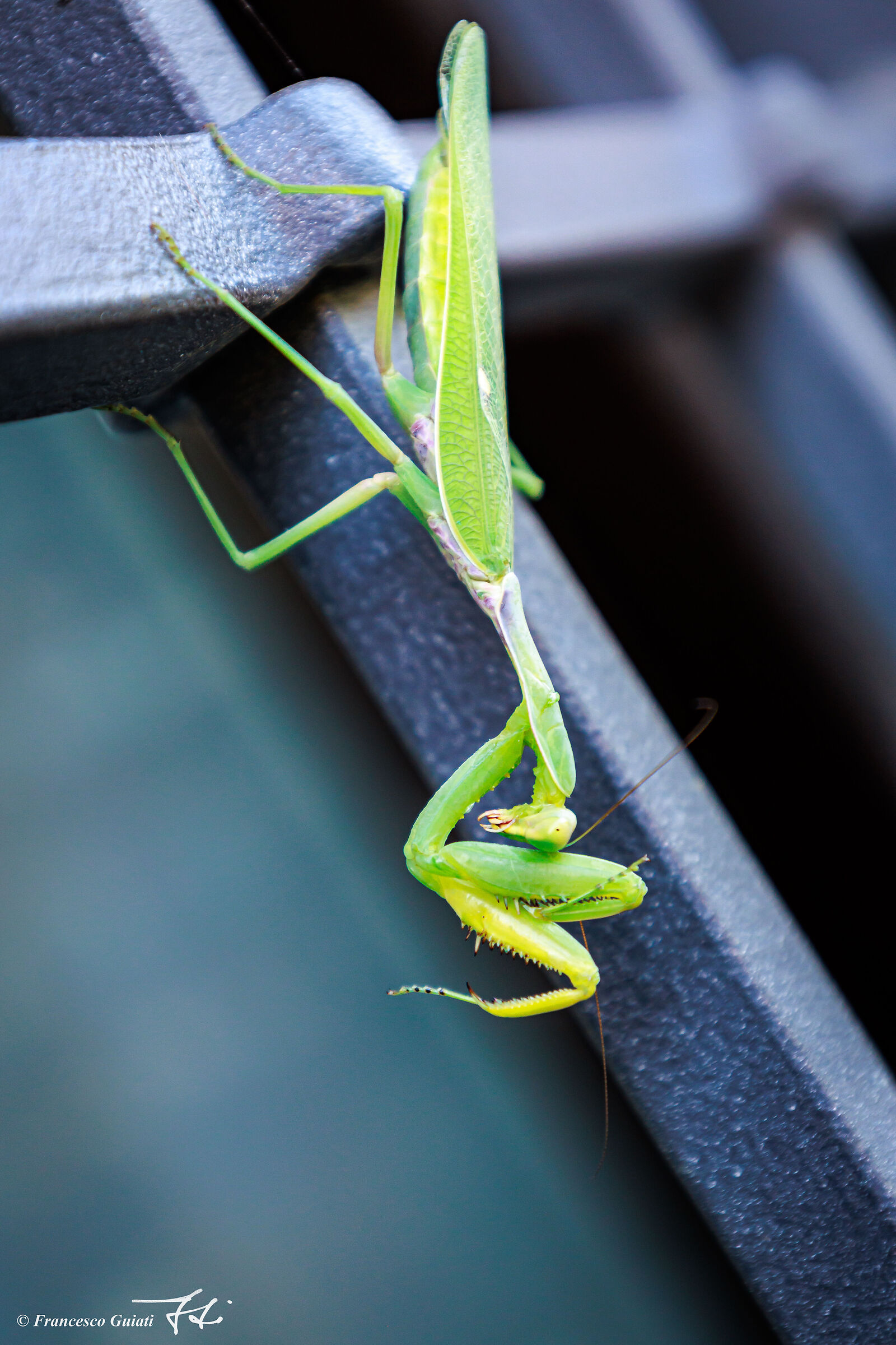 Mantis religiosa