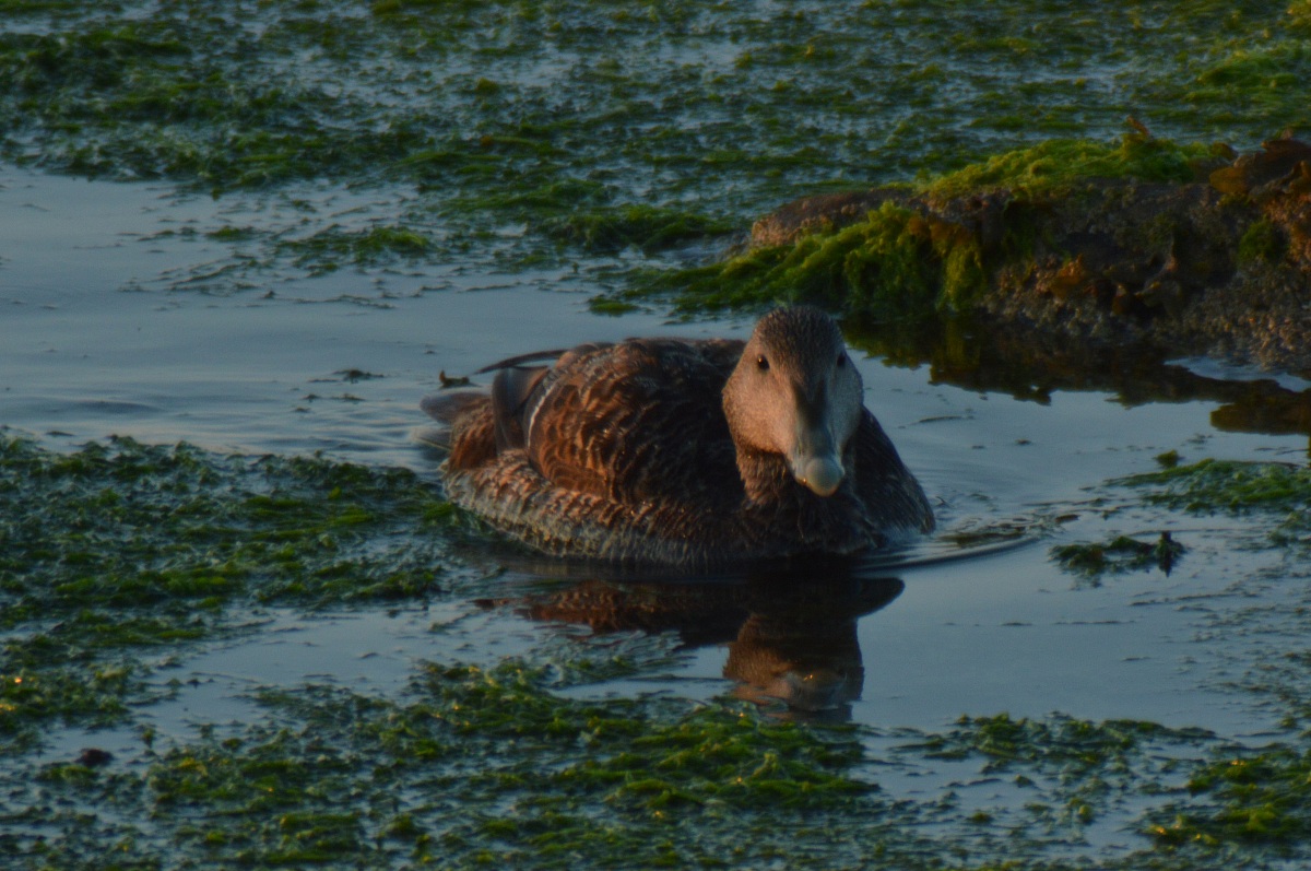 Eider female