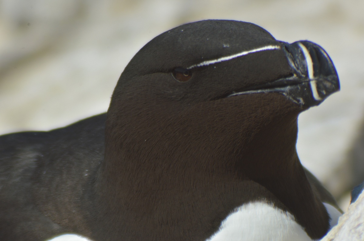 Portrait of Razorbill