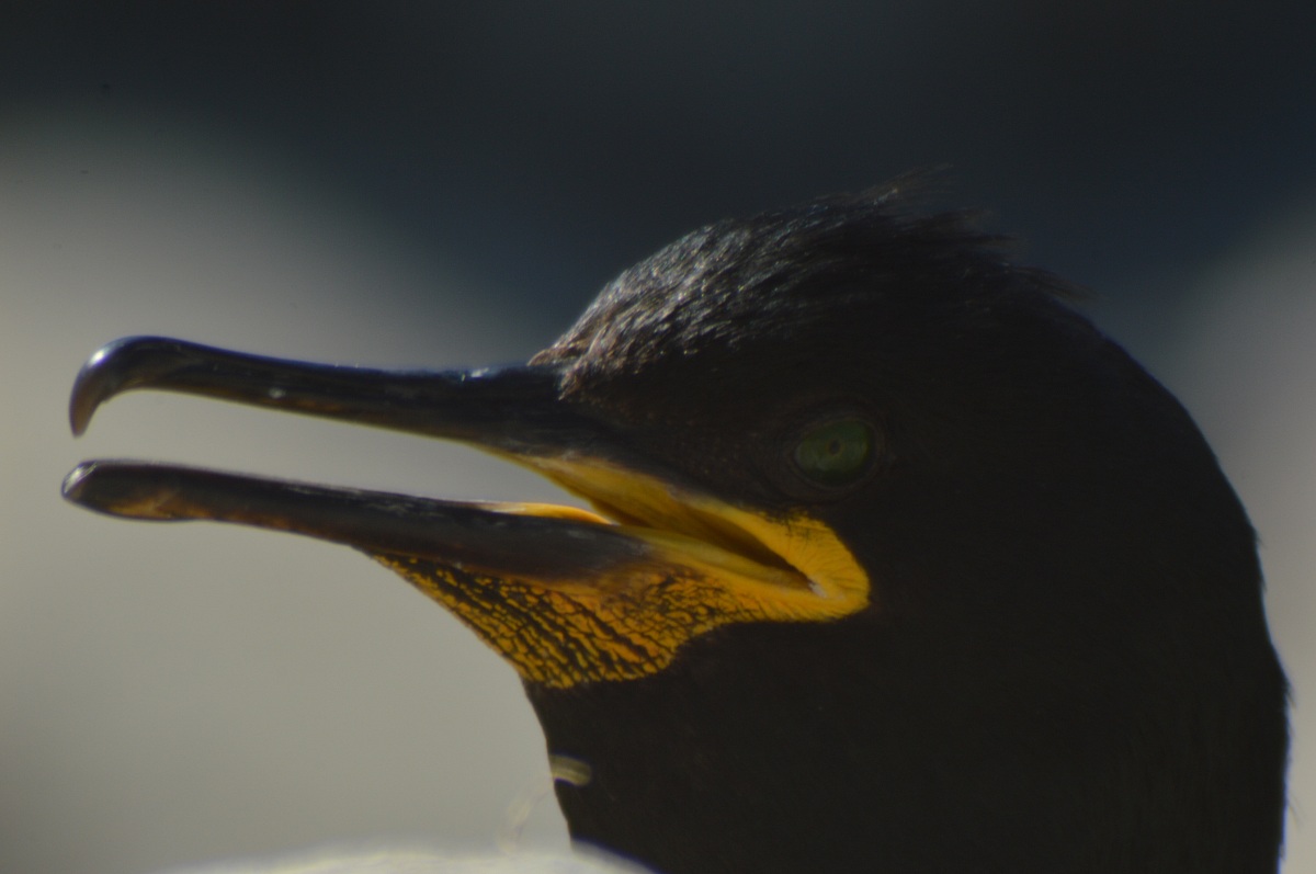 Portrait of shag