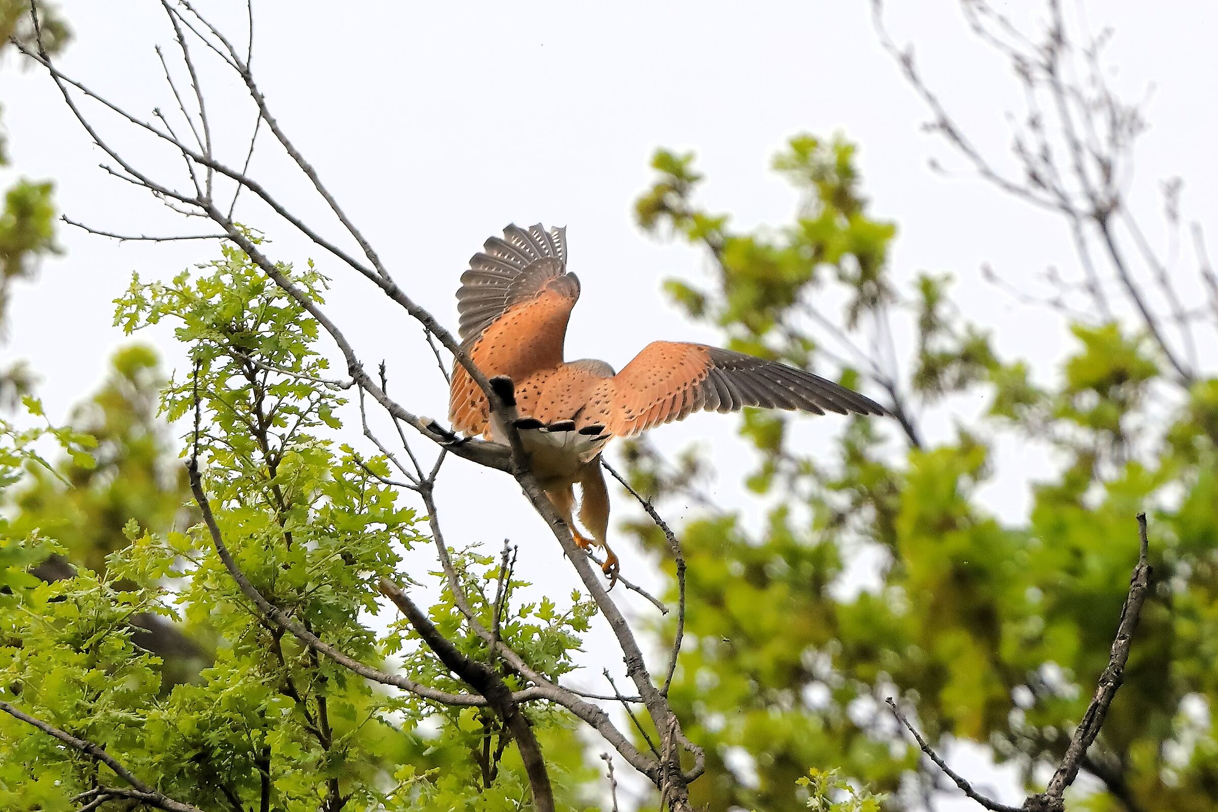 Gheppio 07 aprile 2024 - 0311