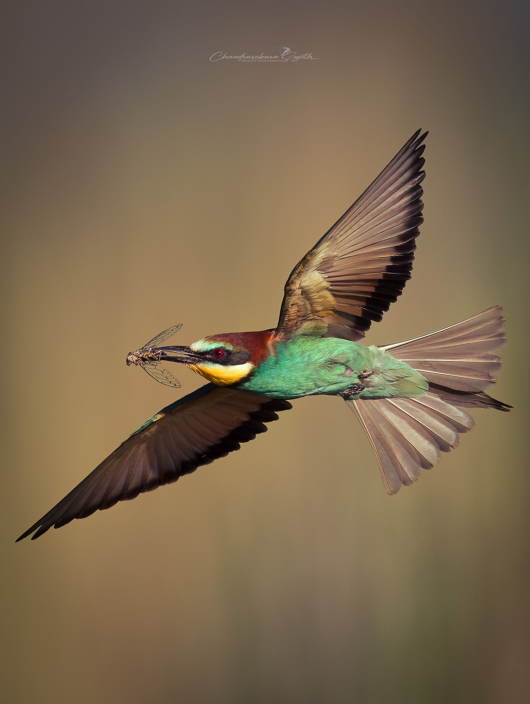 bee-eater