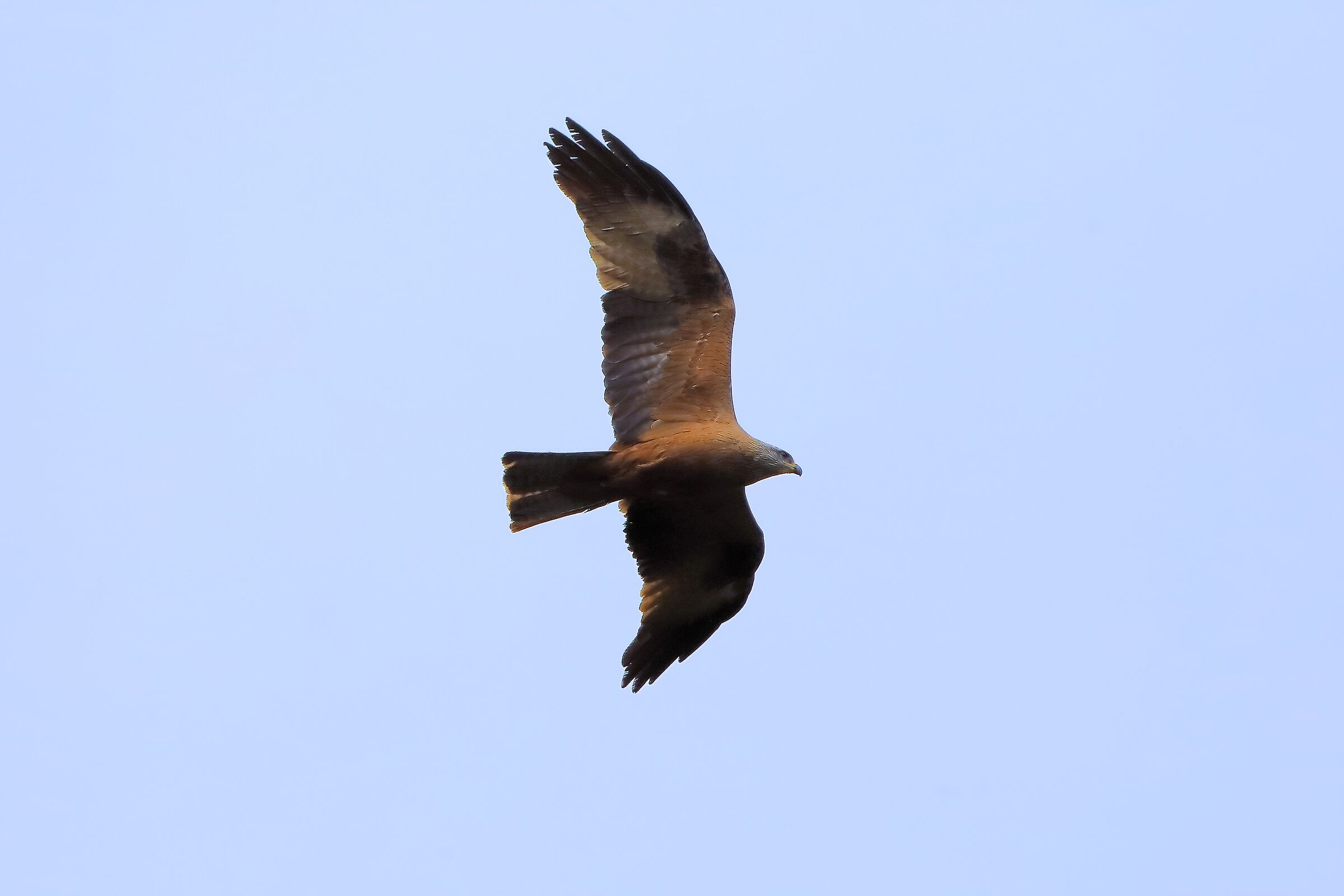 Nibbio bruno 07 aprile 2024 - 0251