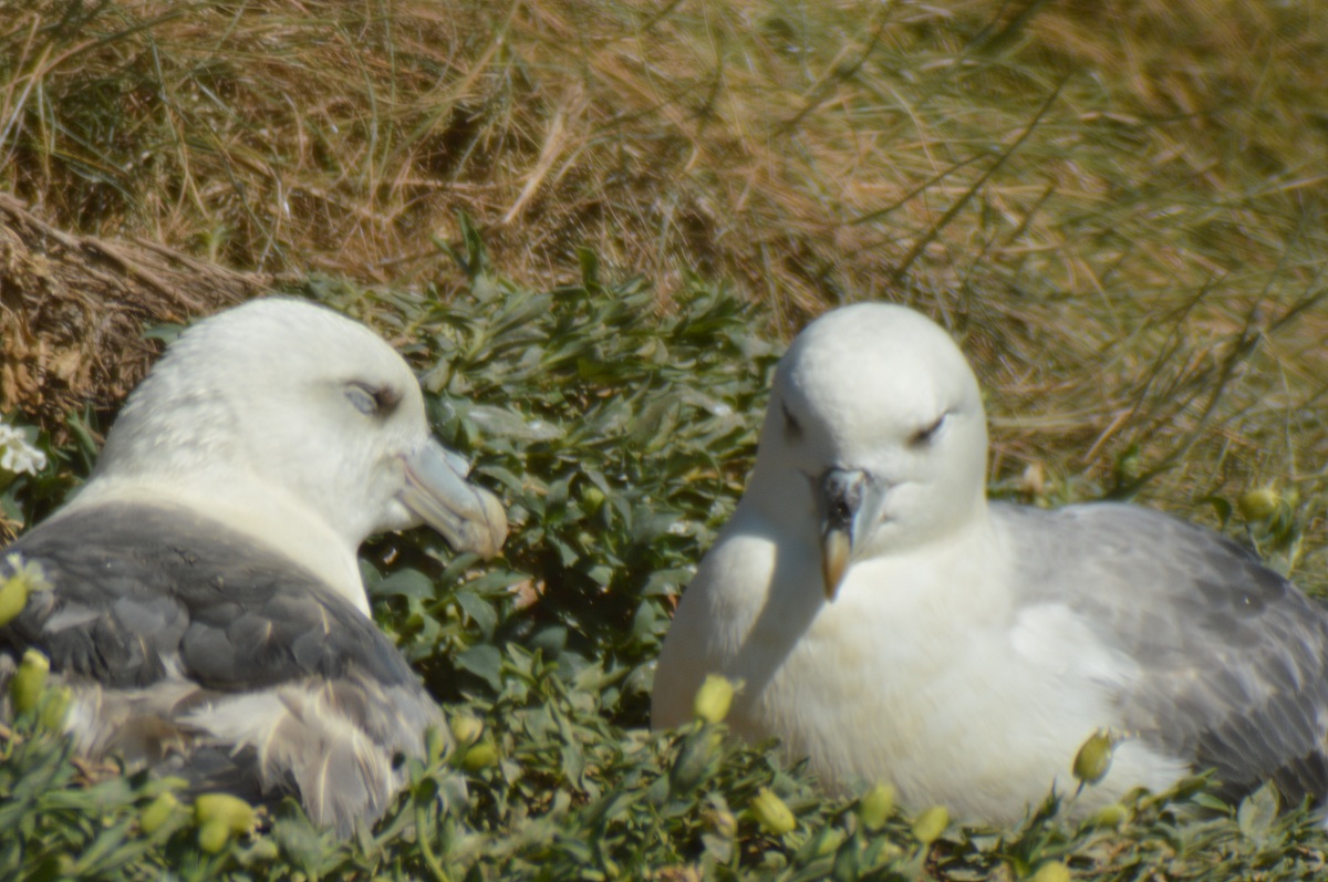 Pair of fulmars