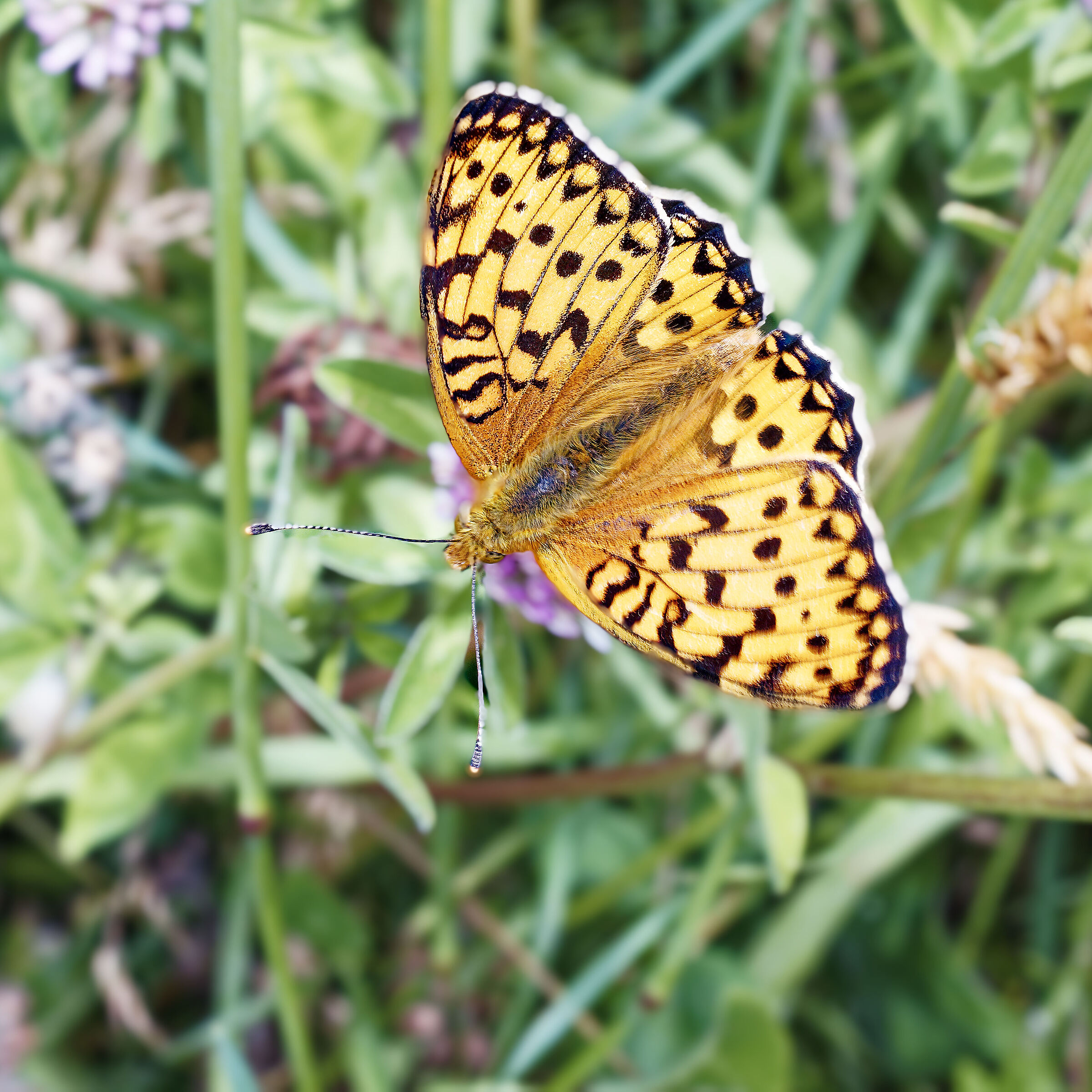 Boloria