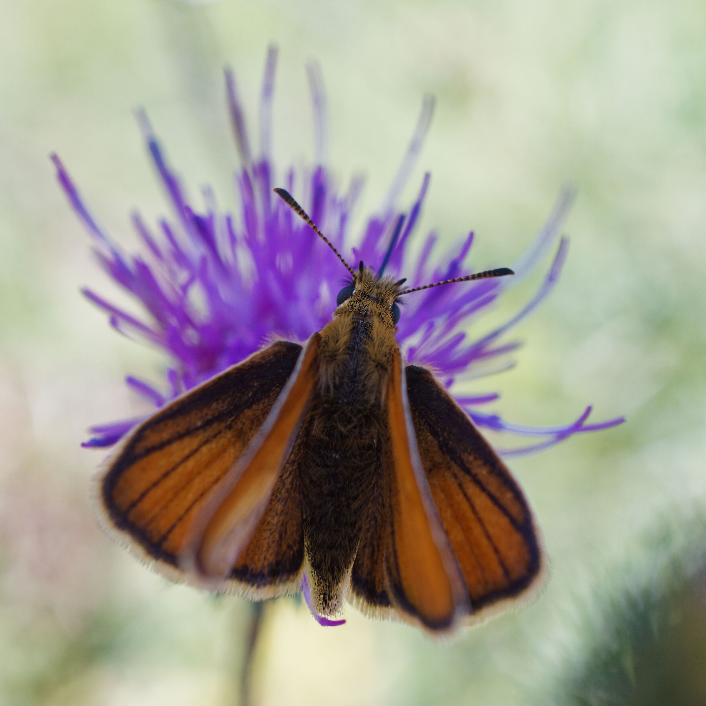 Manola Jurtina