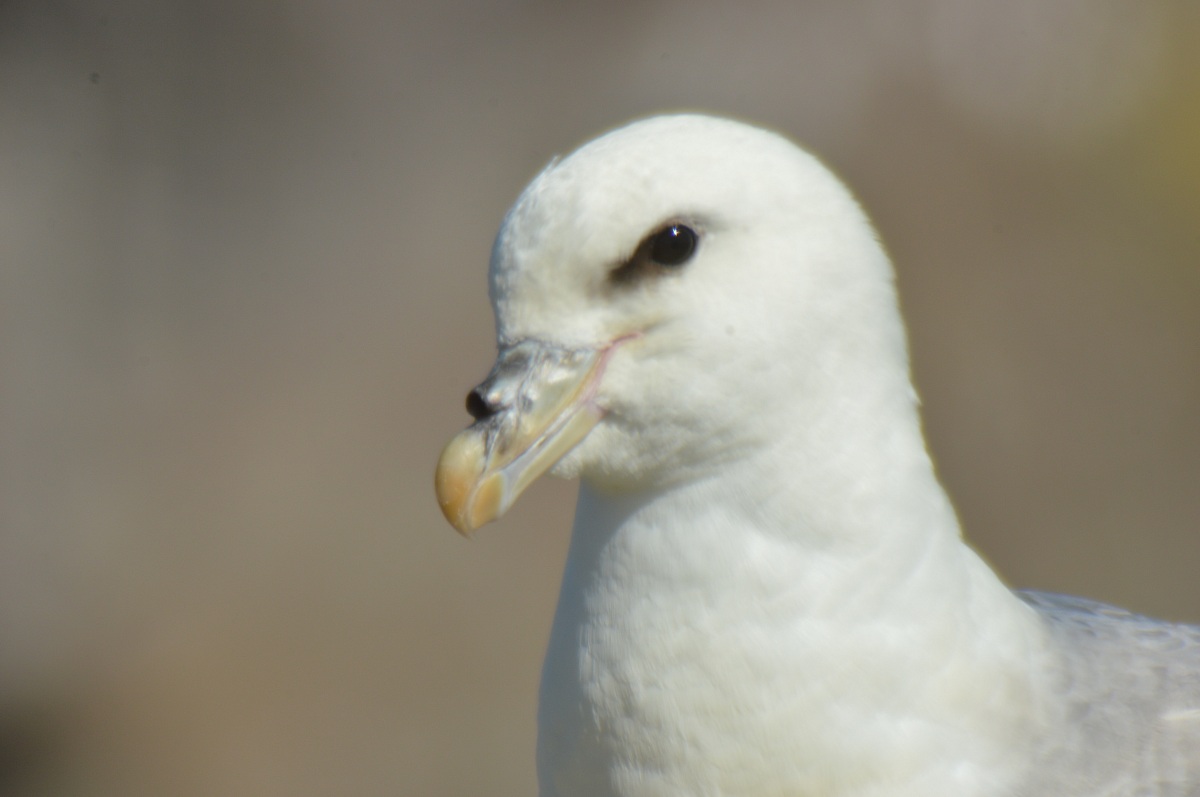 portrait of Fulmar