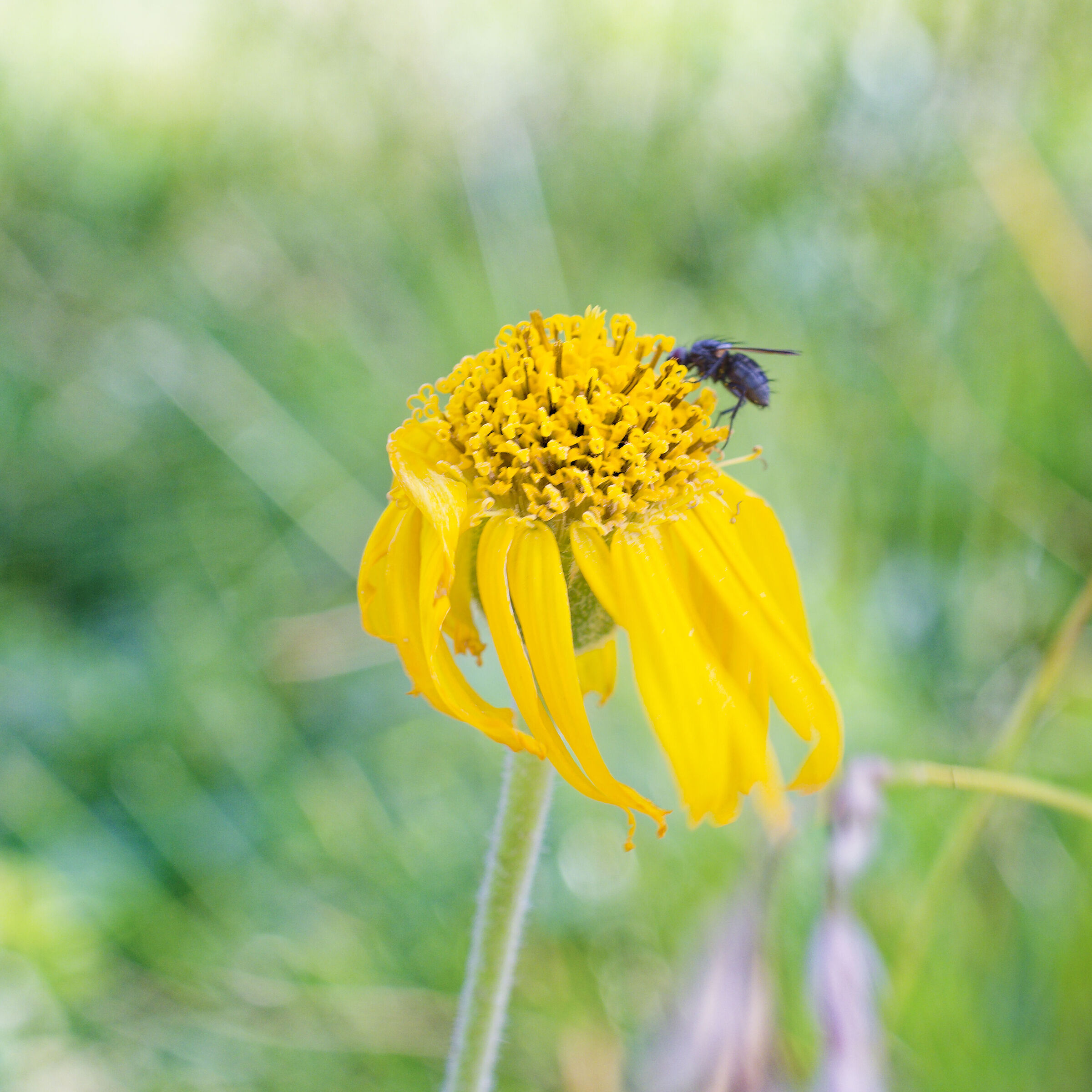 Fiore con mosca