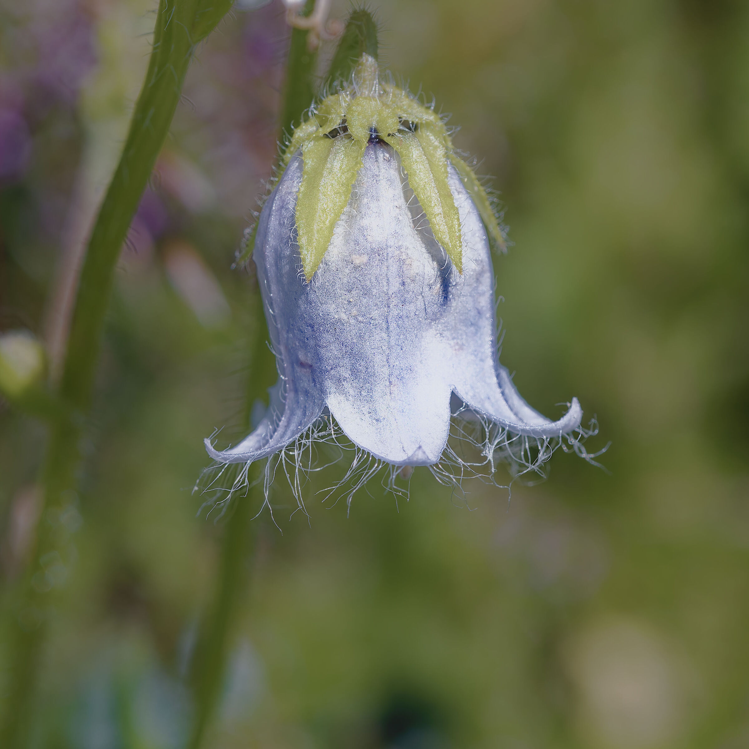 Campanula barbuta