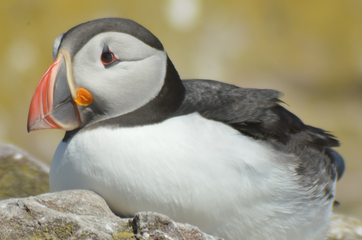 Puffin