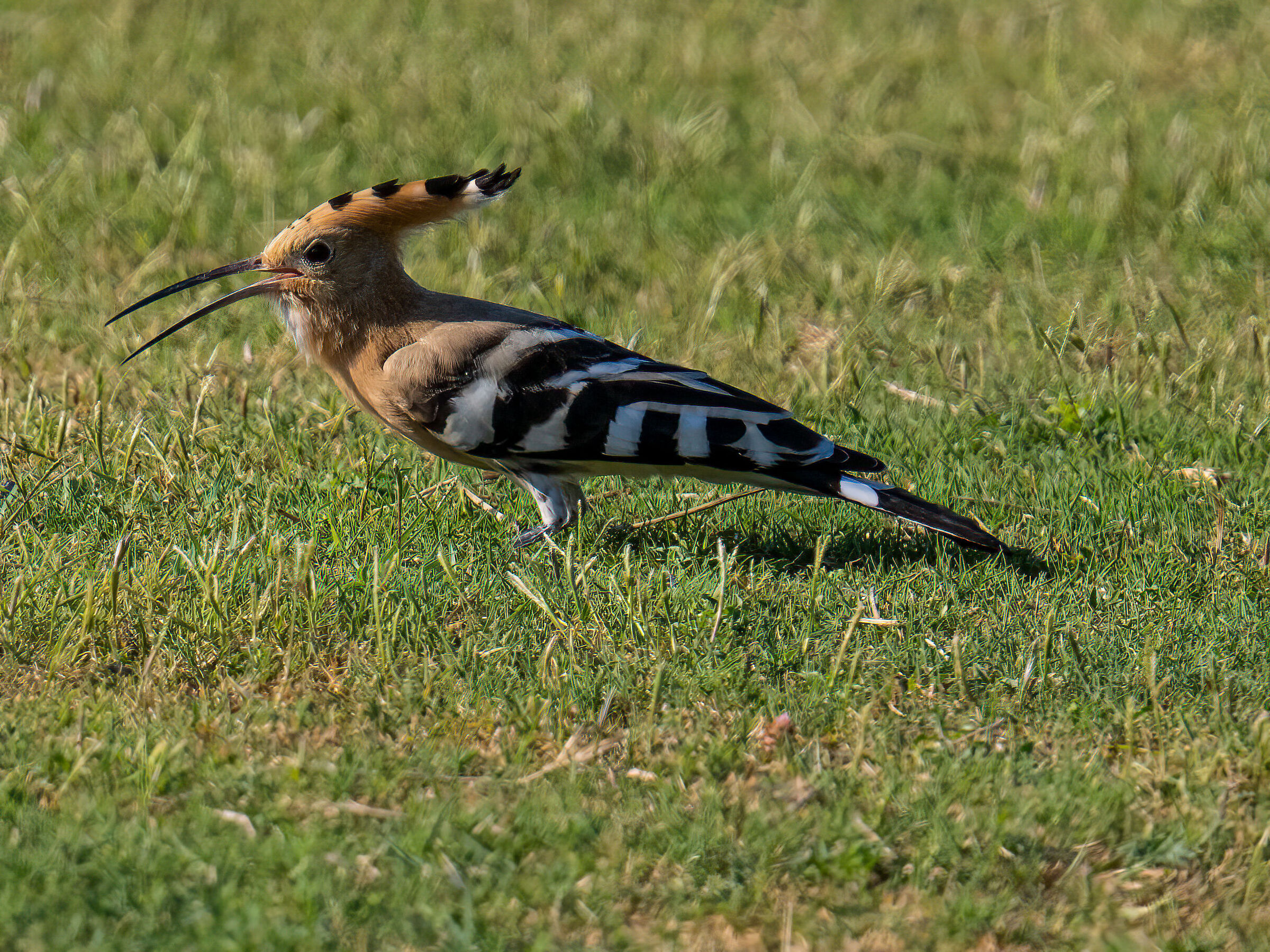 Hoopoe